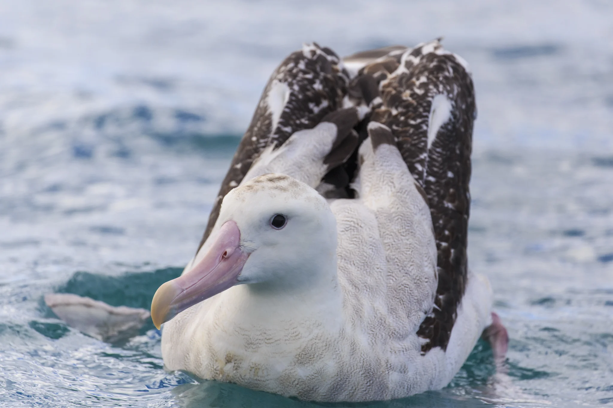 Gibson's Wandering Albatross