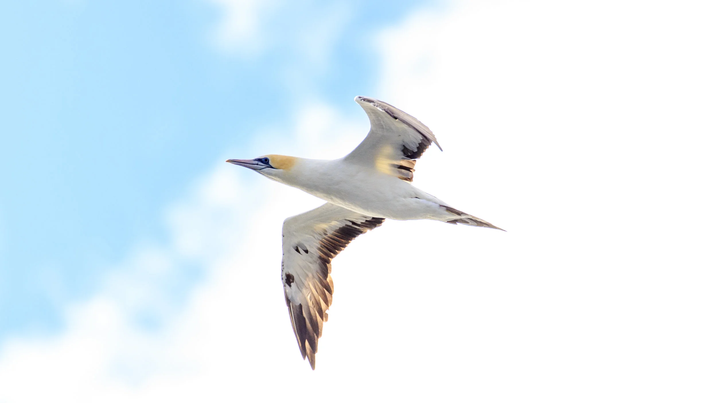 Australasian Gannet - Just one of the local bird species 