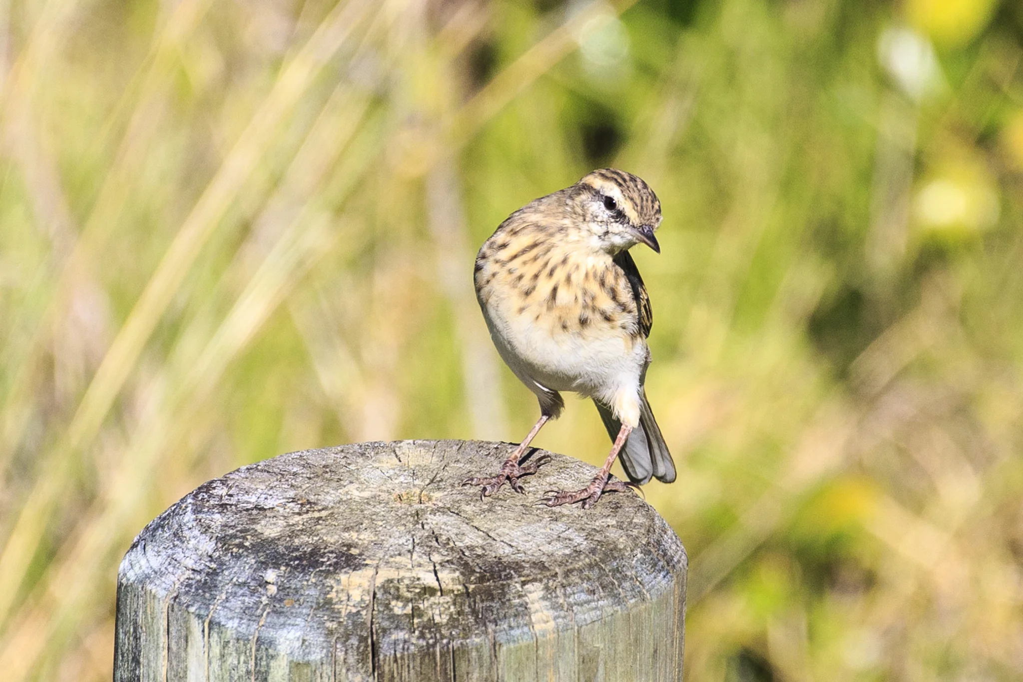 A cheeky New Zealand Pipit at Moawhitu Bay