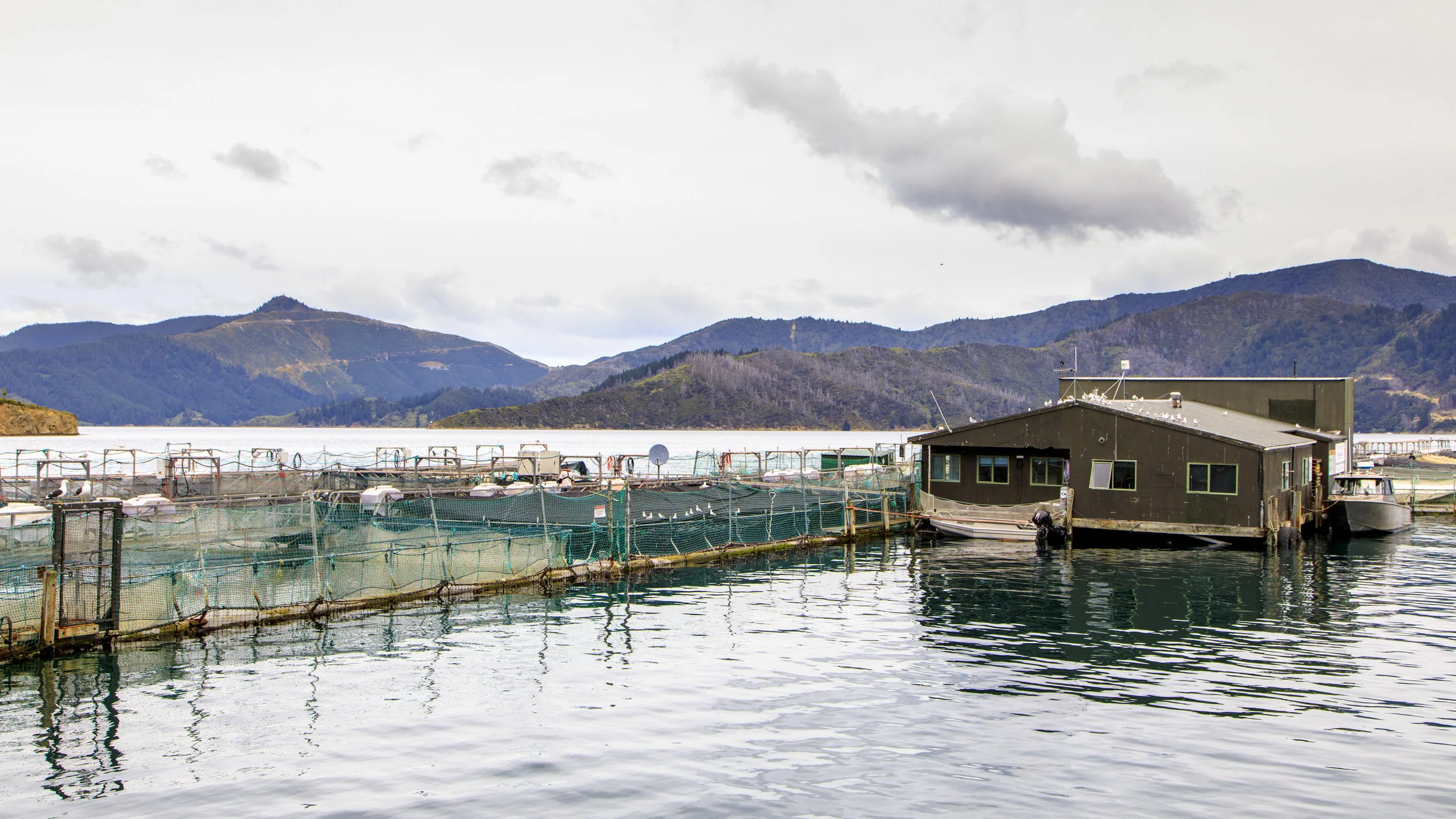 The salmon farm on a glassy Marlborough day
