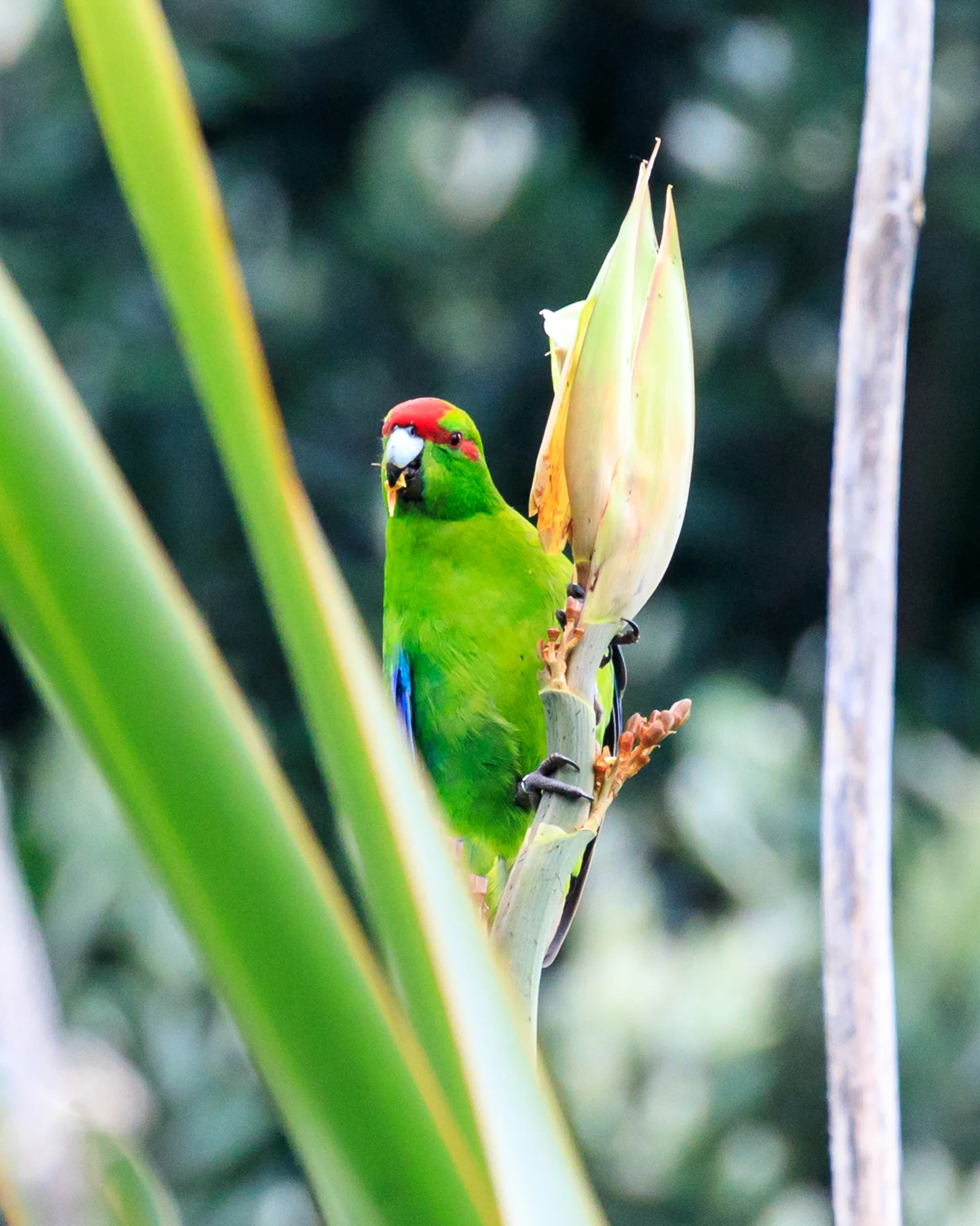 Red-Crowned Kakariki - Tiri Tiri Matangi Island 