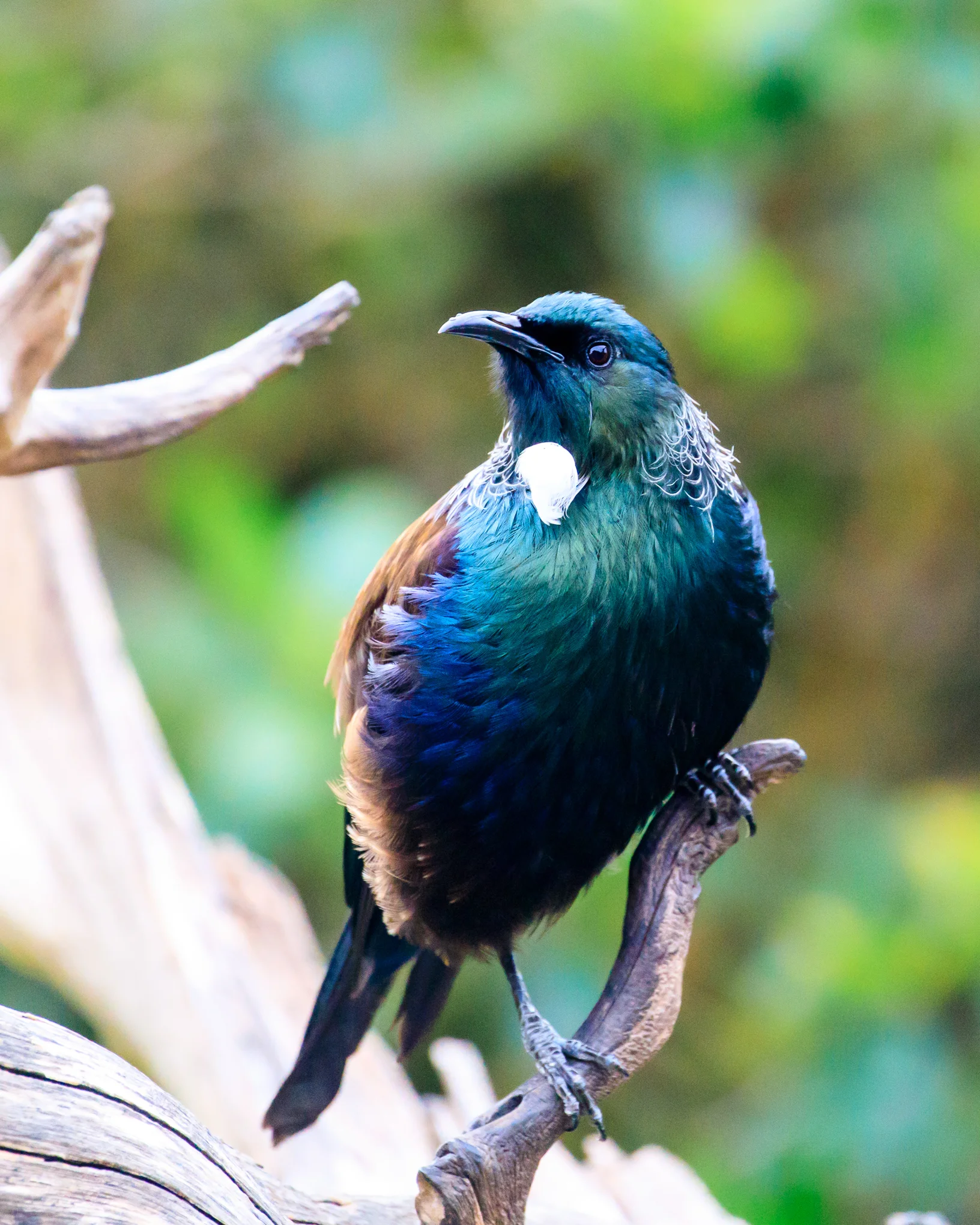 Tui - Tiri Tiri Matangi Island 