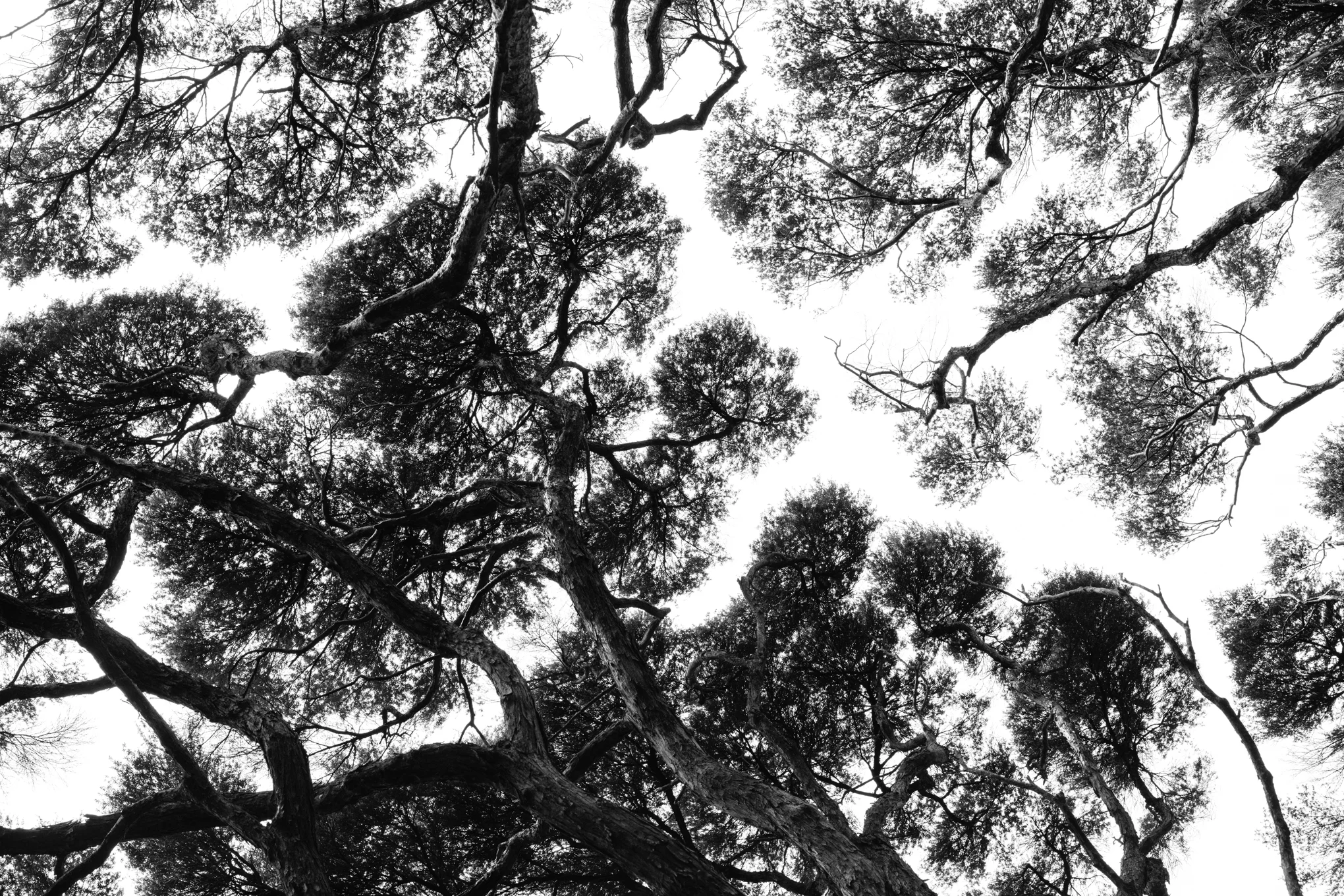 Always look up on Great Barrier Island