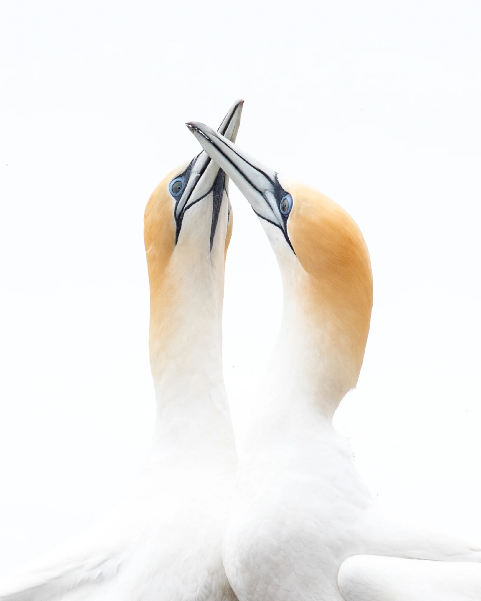 Lovers at the Gannet Colony near Great Barrier Island