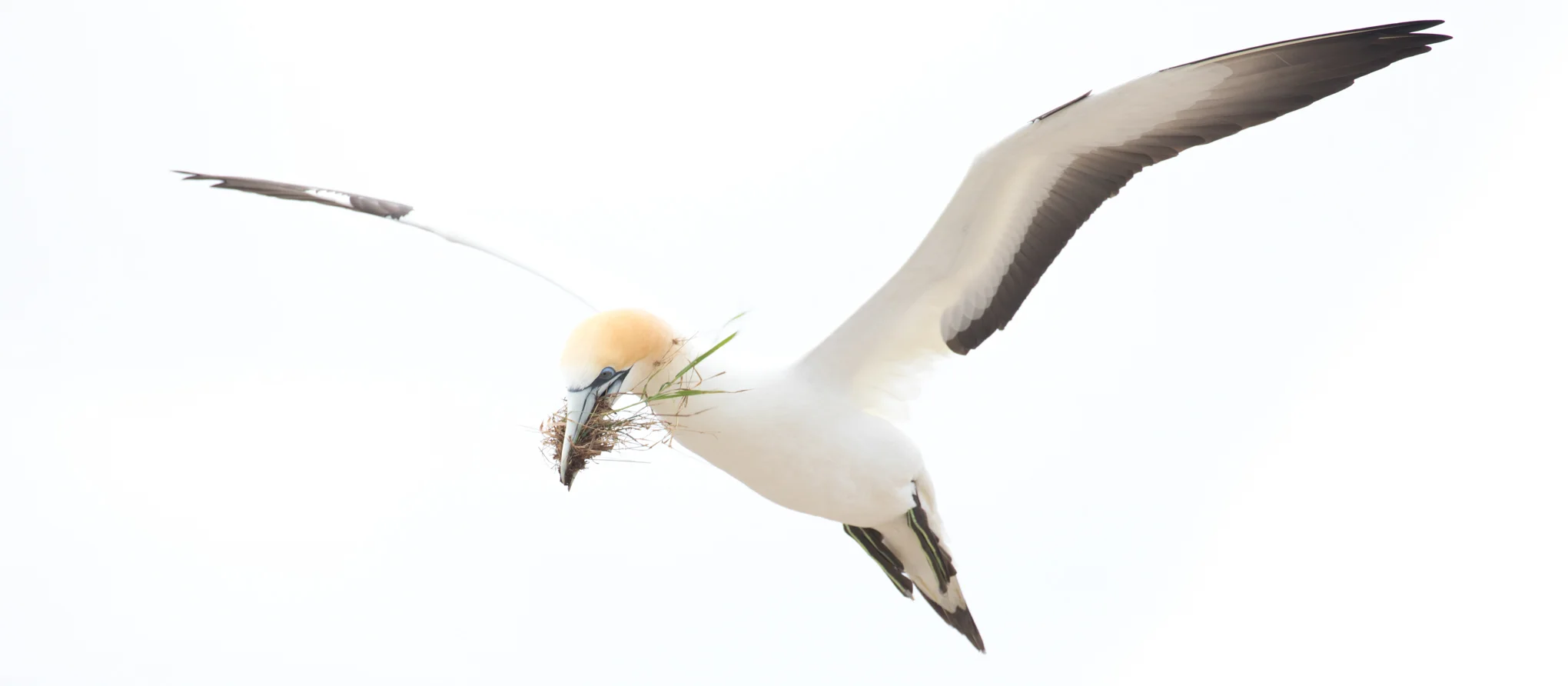 Deliveries - Gannet Colony near Great Barrier Island