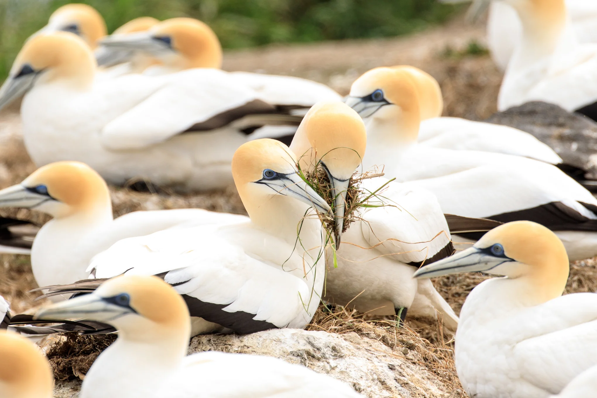 Bonding at the Gannet Colony near Great Barrier Island