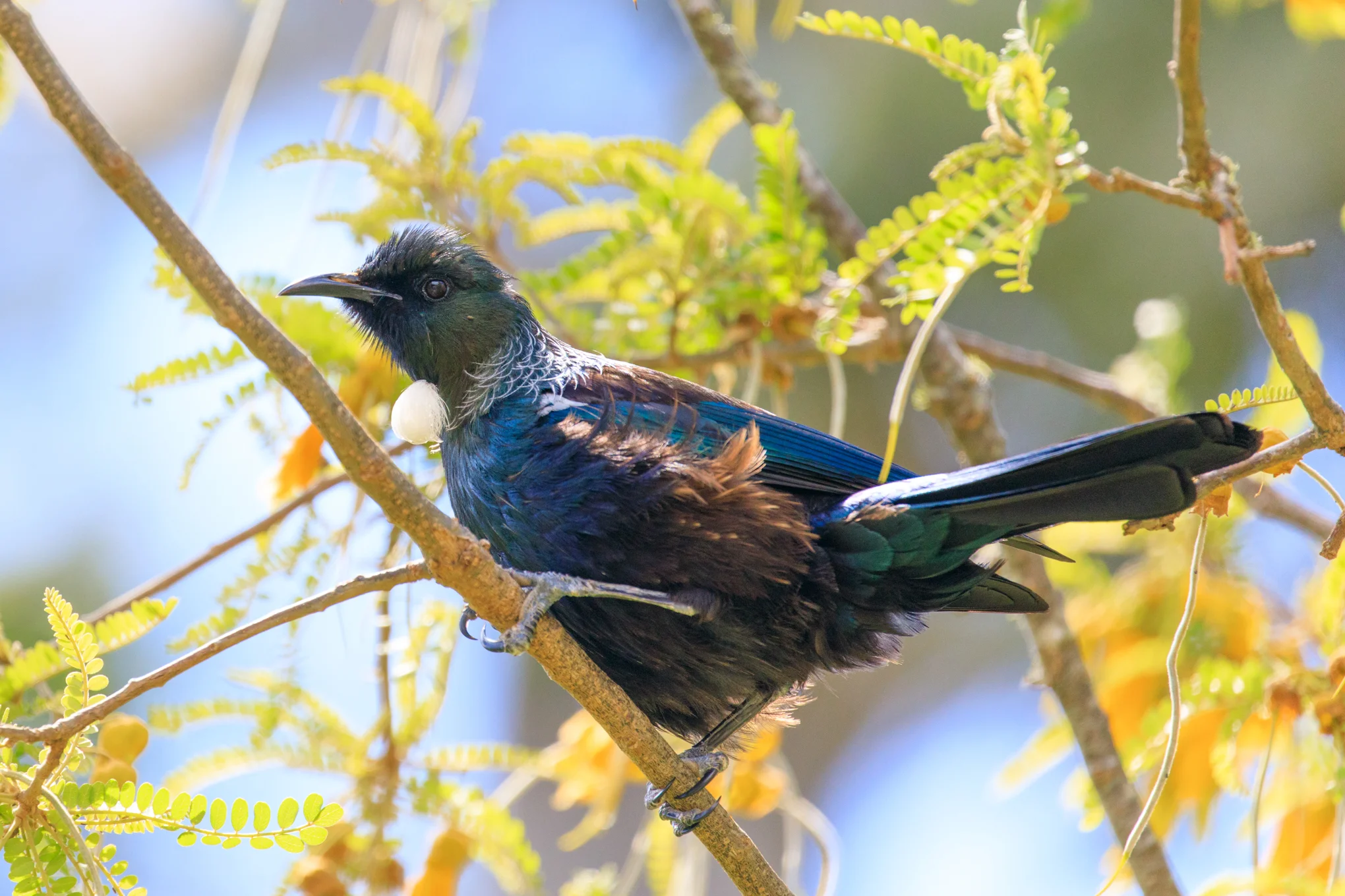 Tui in a Flowering Kowhai