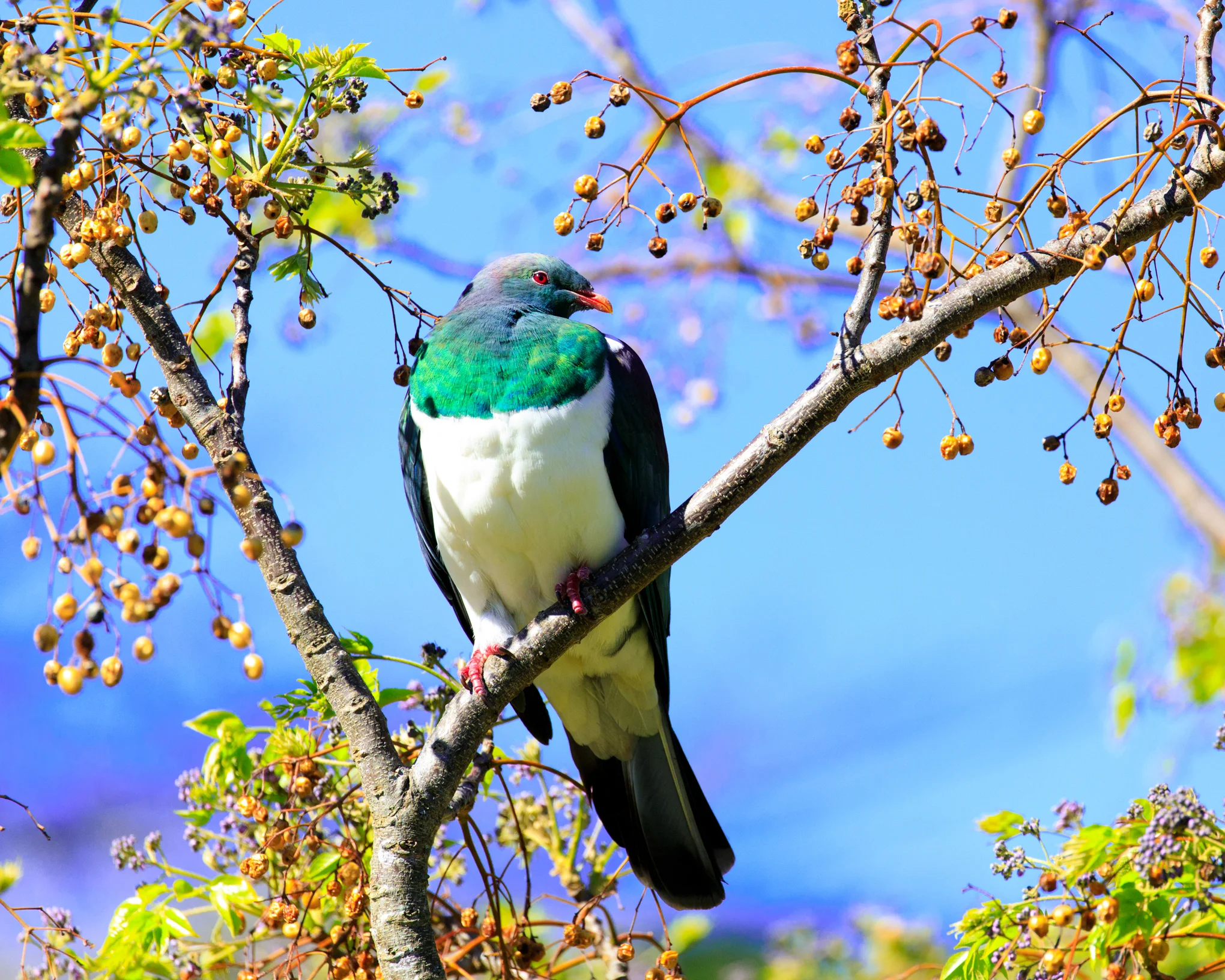 One of the many Kereru we saw.