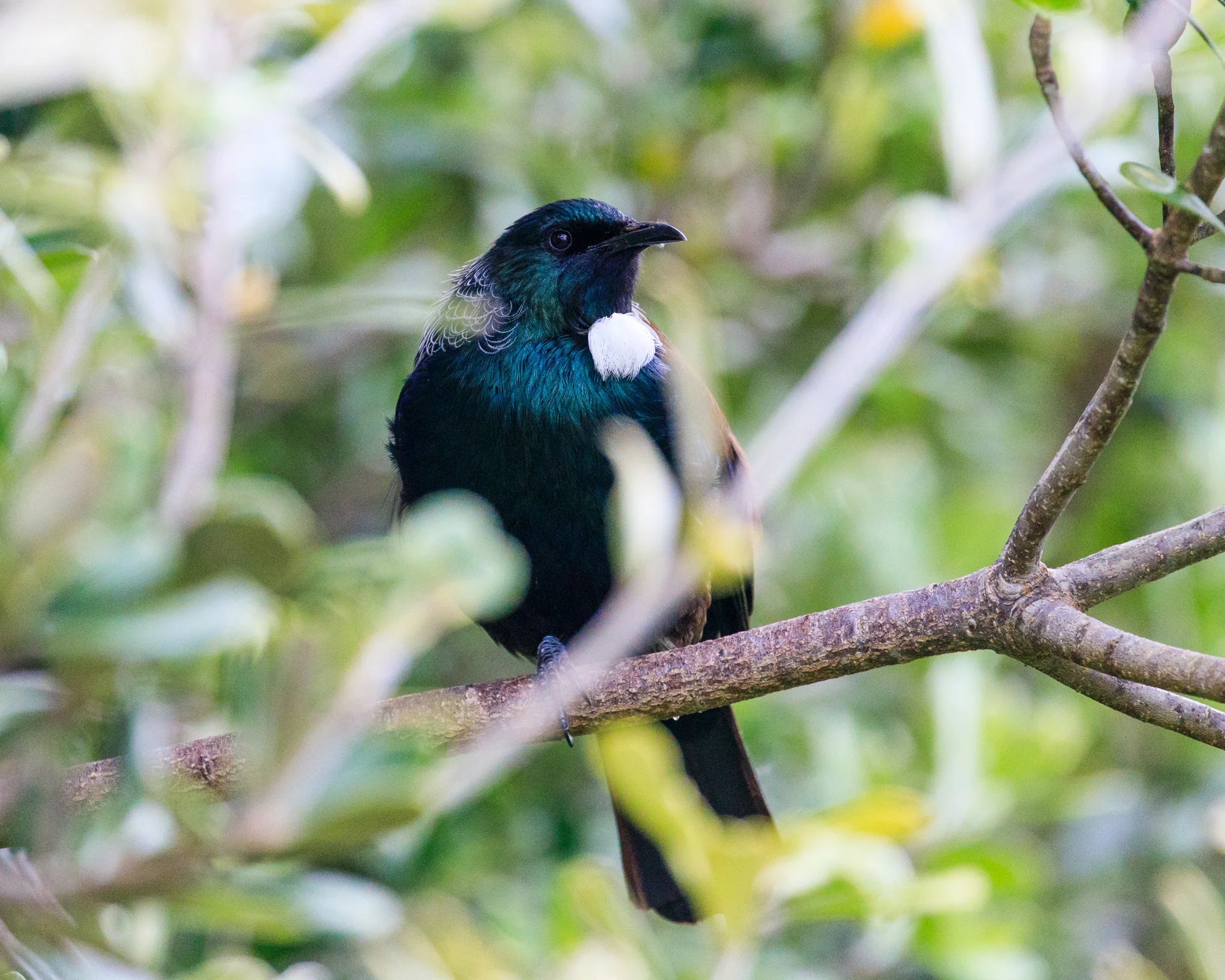 Tui - Great Barrier Island 