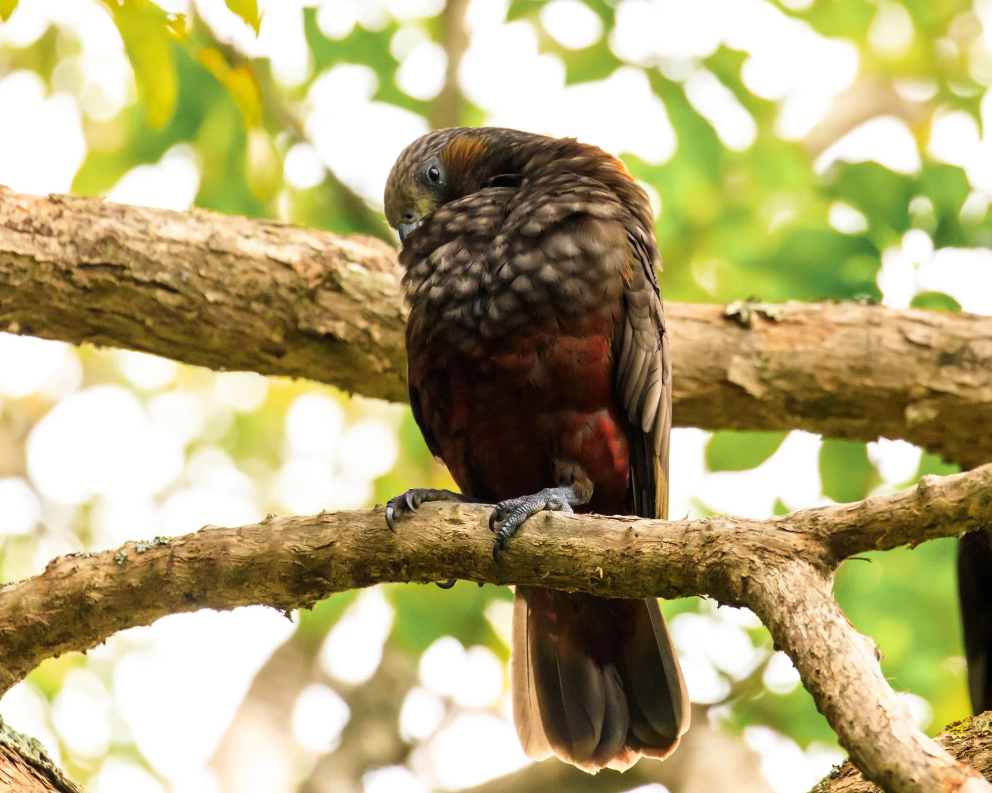 Kaka - Glenfern Sanctuary