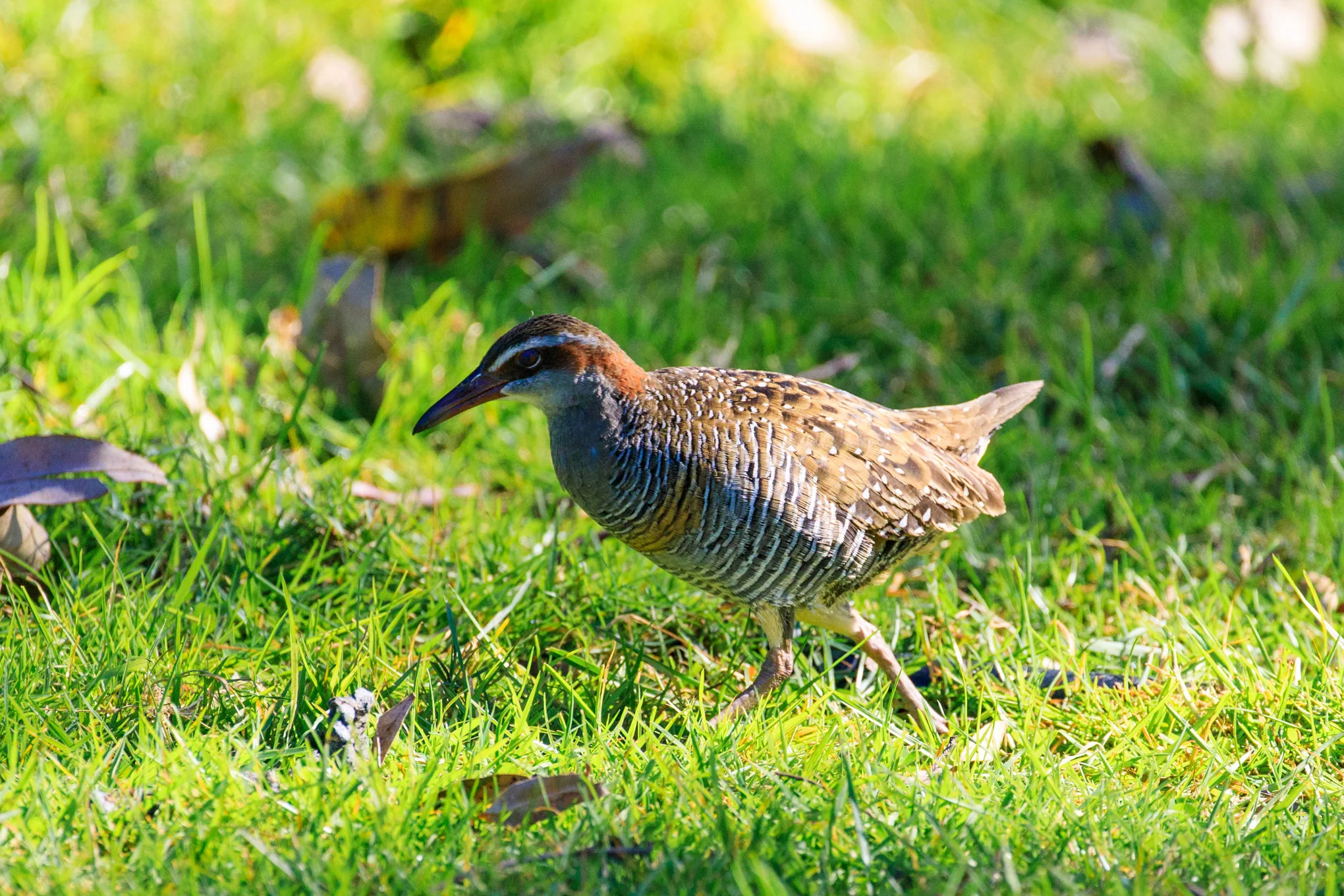 Banded Rail - Tryphena