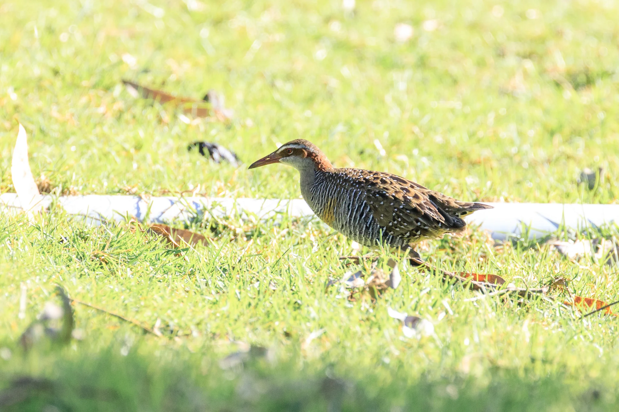 Banded Rail - Tryphena