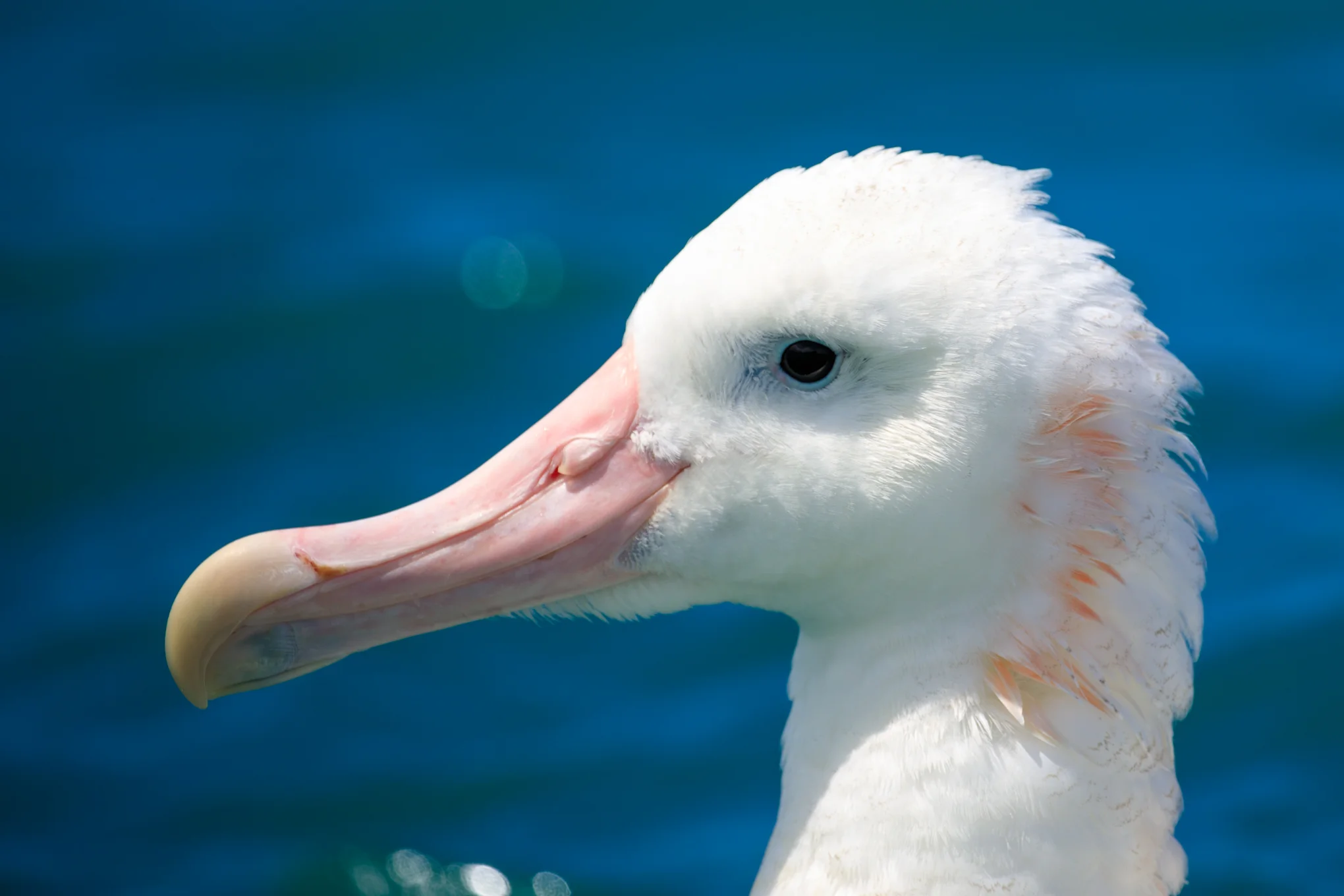 Gibson's Wandering Albatross