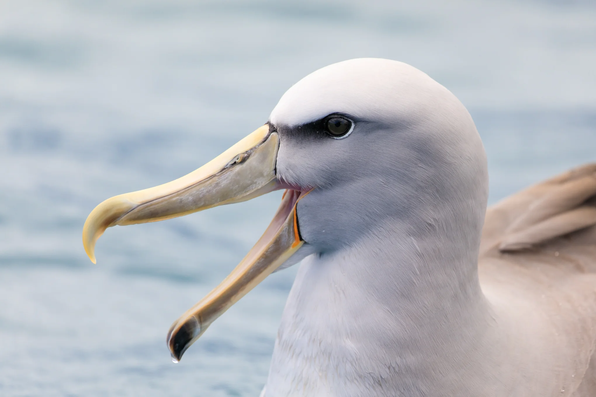 Salvin's Albatross