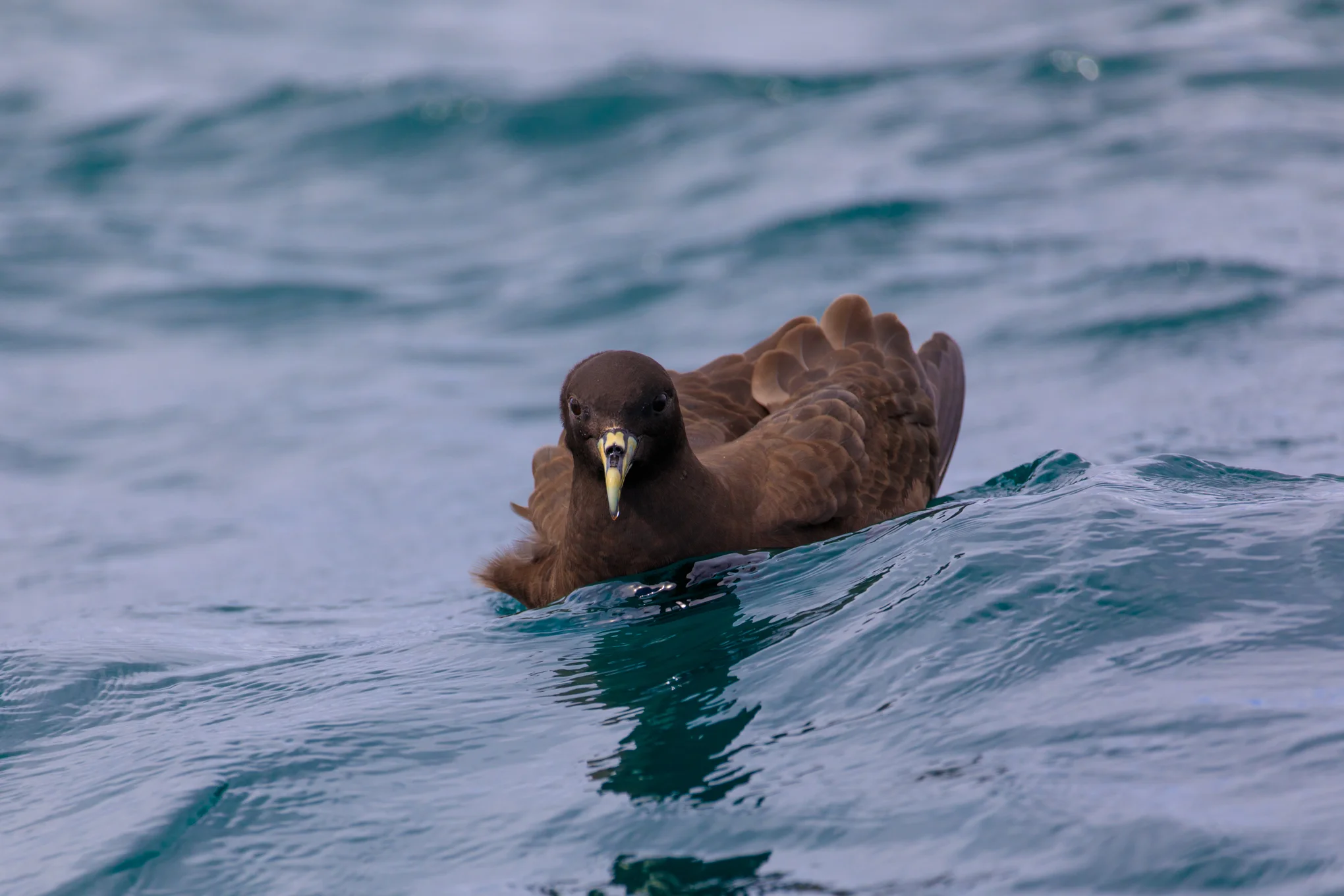 Speak of angels and they will appear - the first White-Chinned Petrel of the season. 