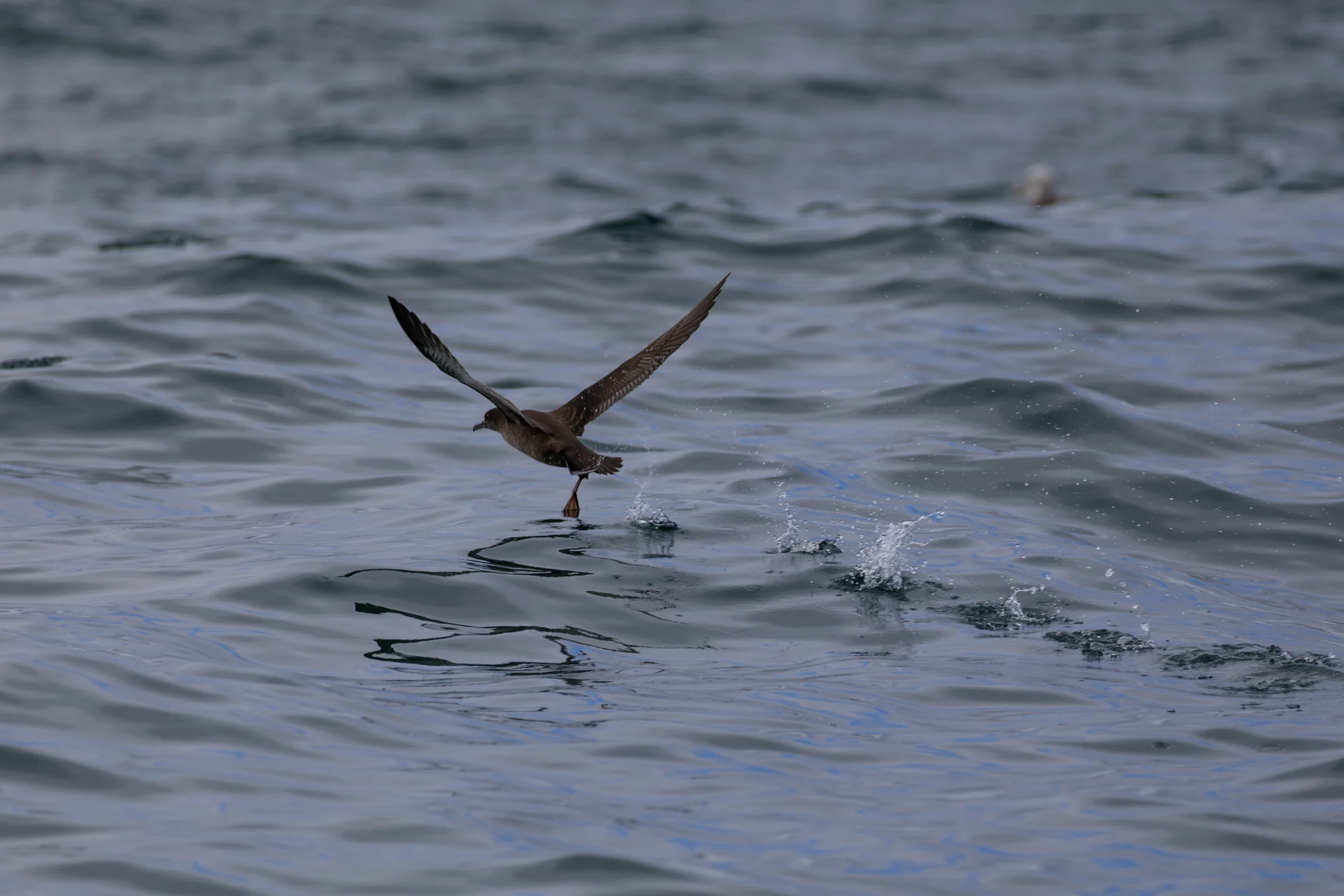 Short-Tailed Shearwater