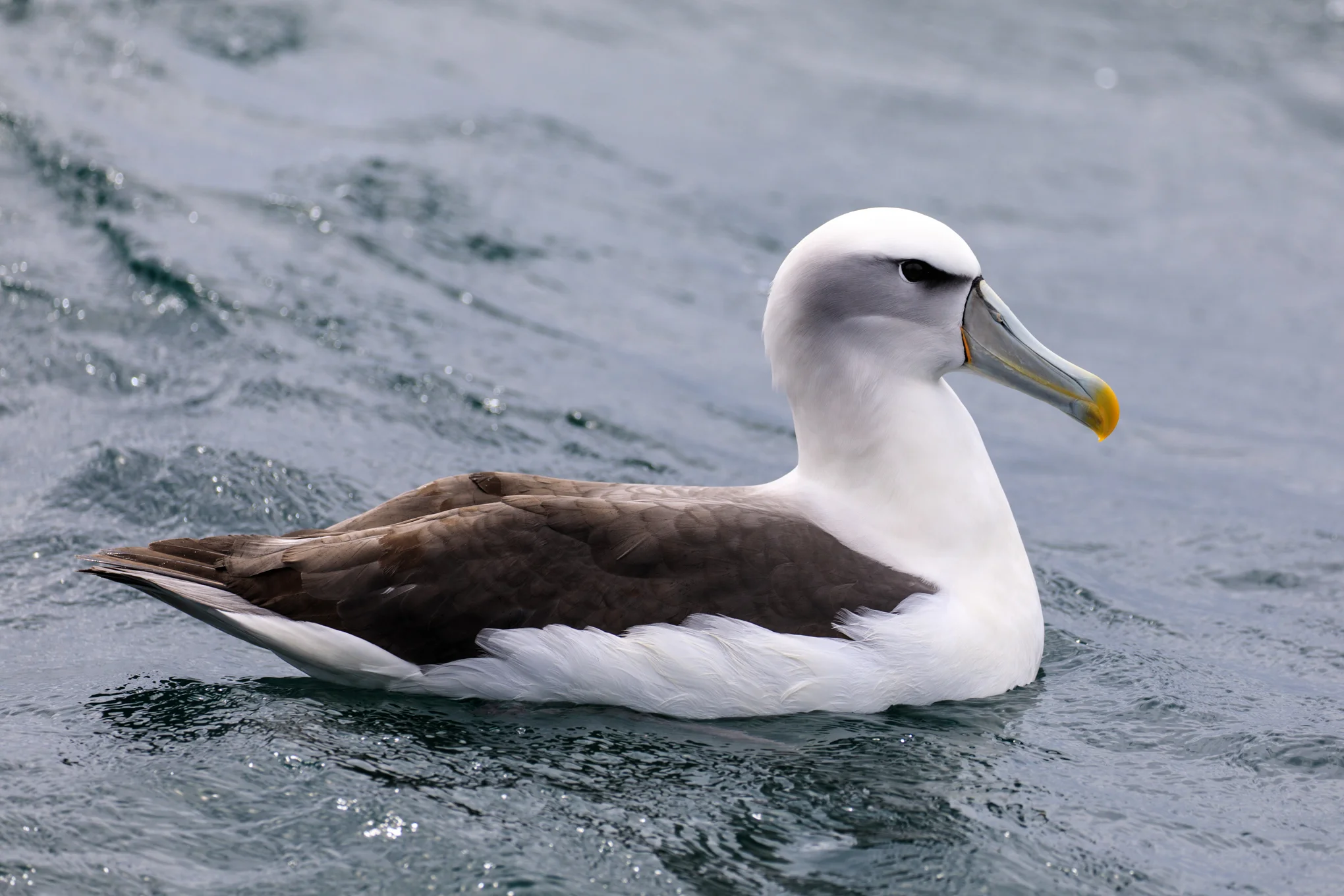 White-Capped Albatross