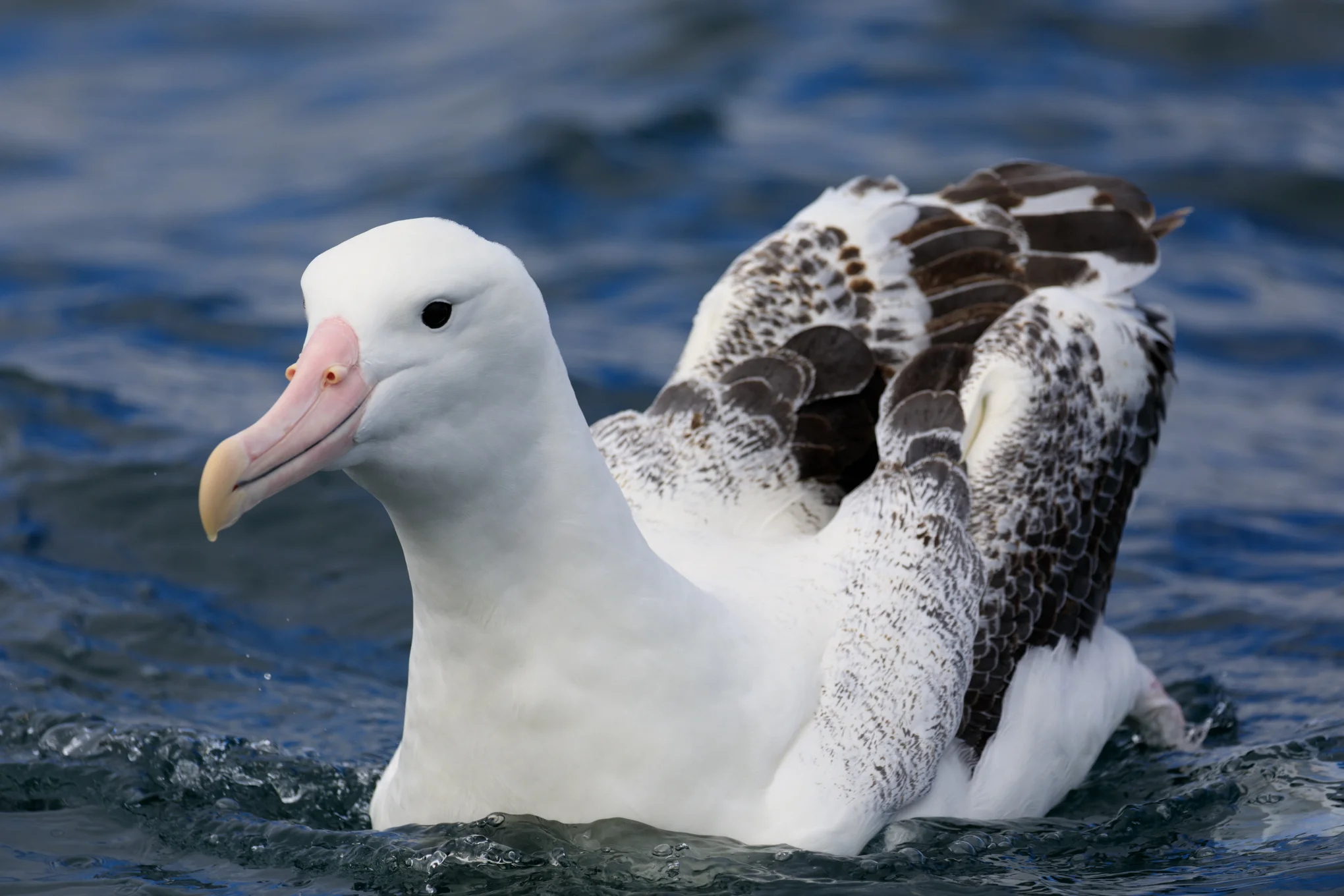 Southern Royal Albatross