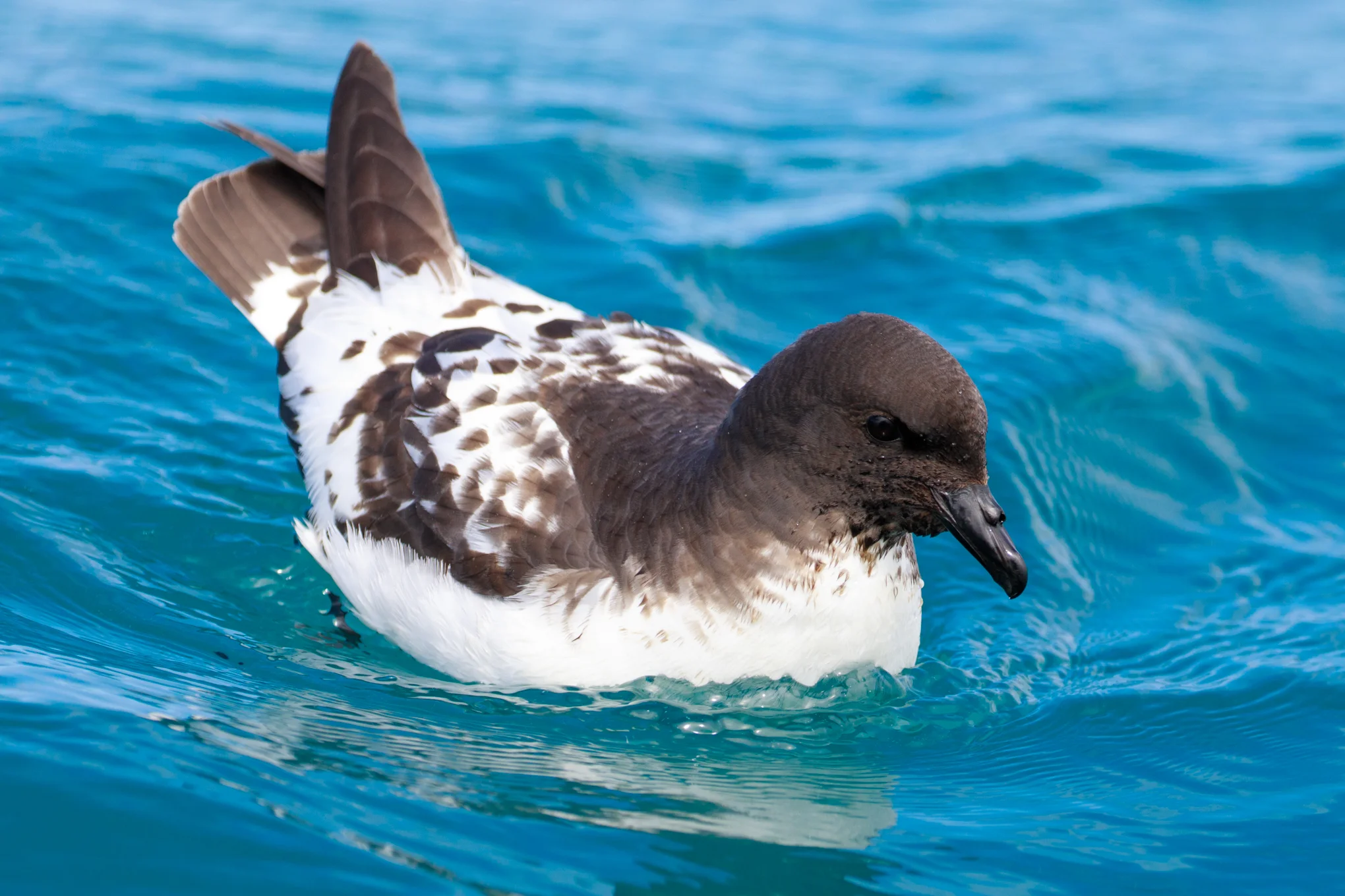 Cape (pintado) Petrel