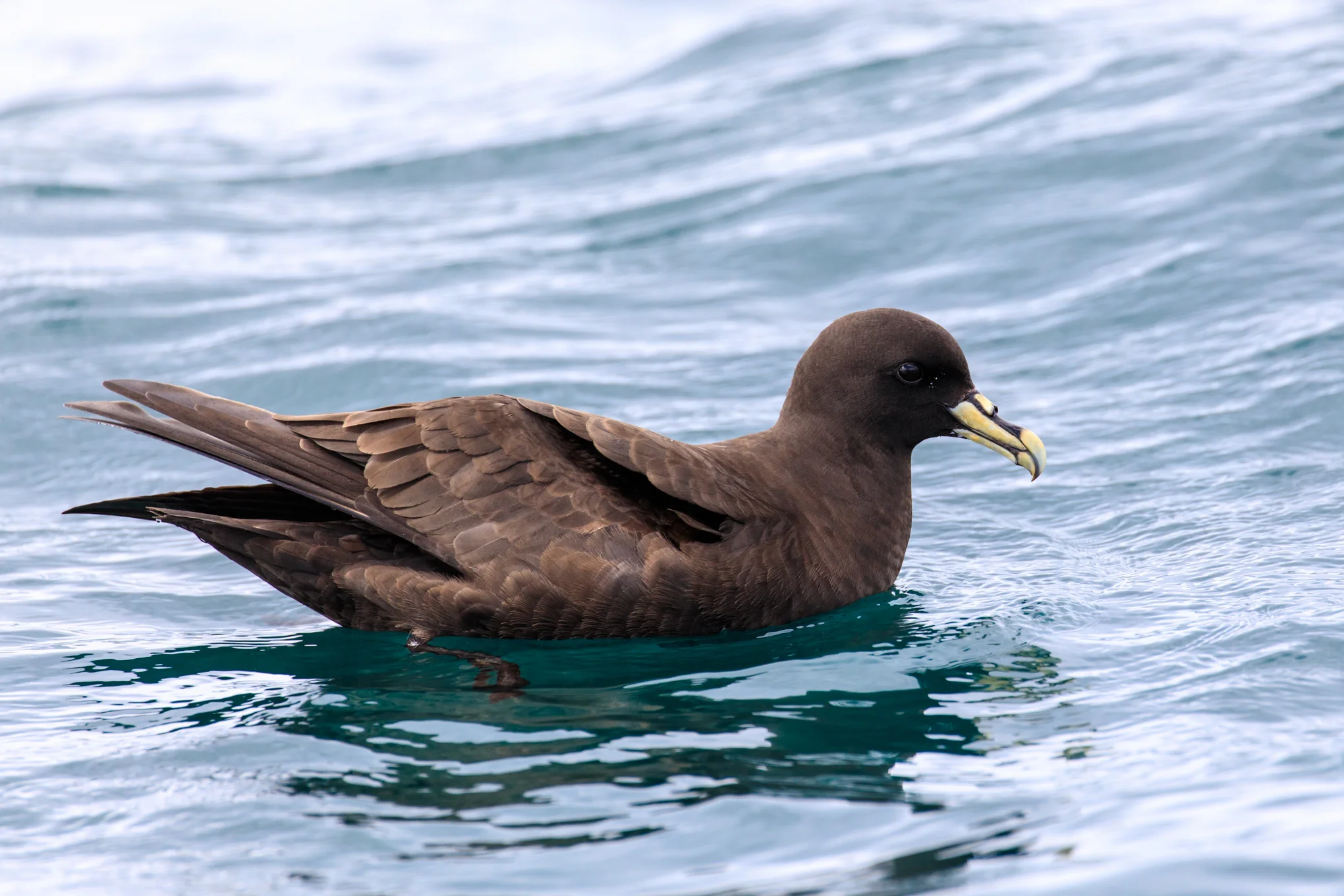 White-Chinned Petrel