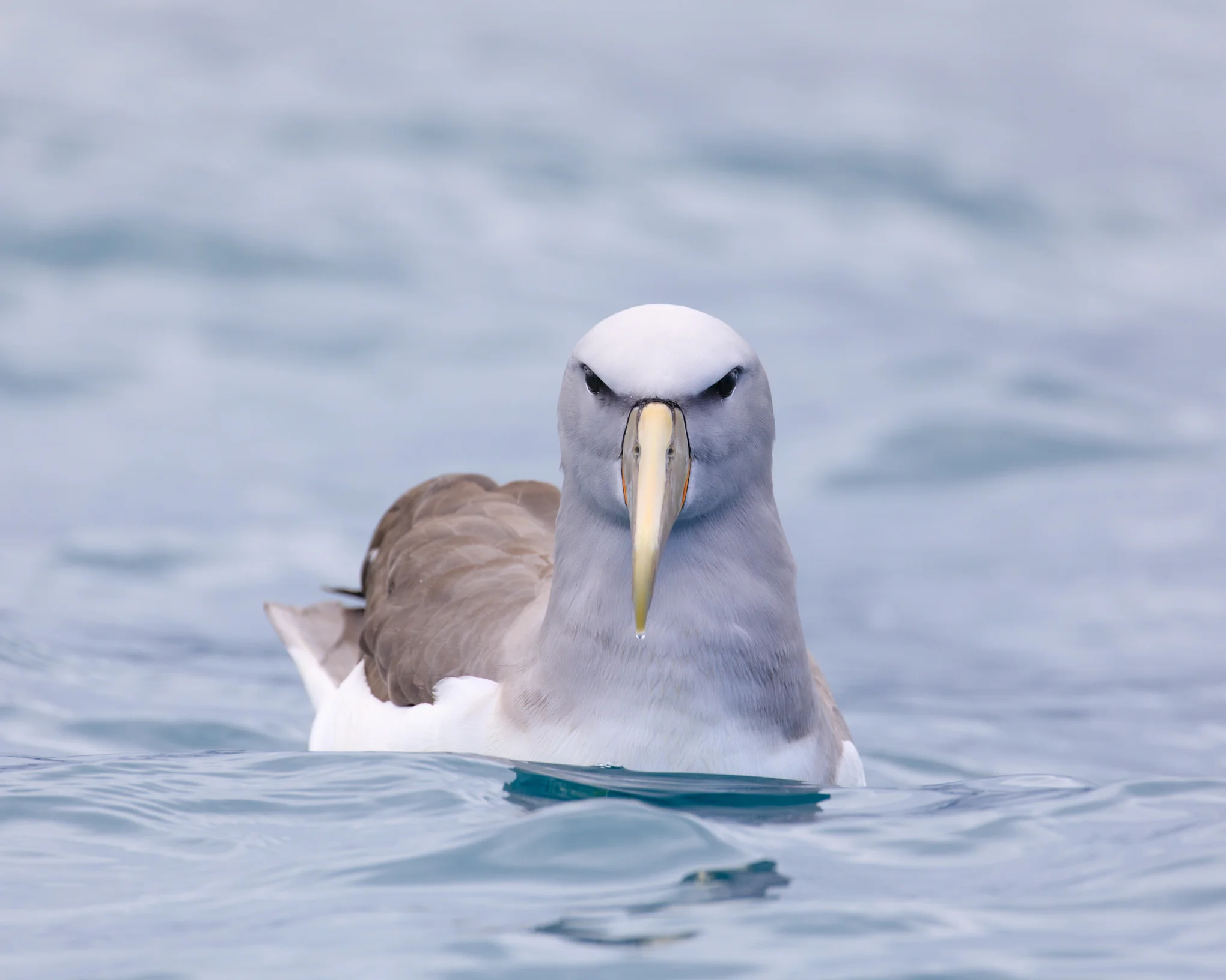 Salvin's Albatross