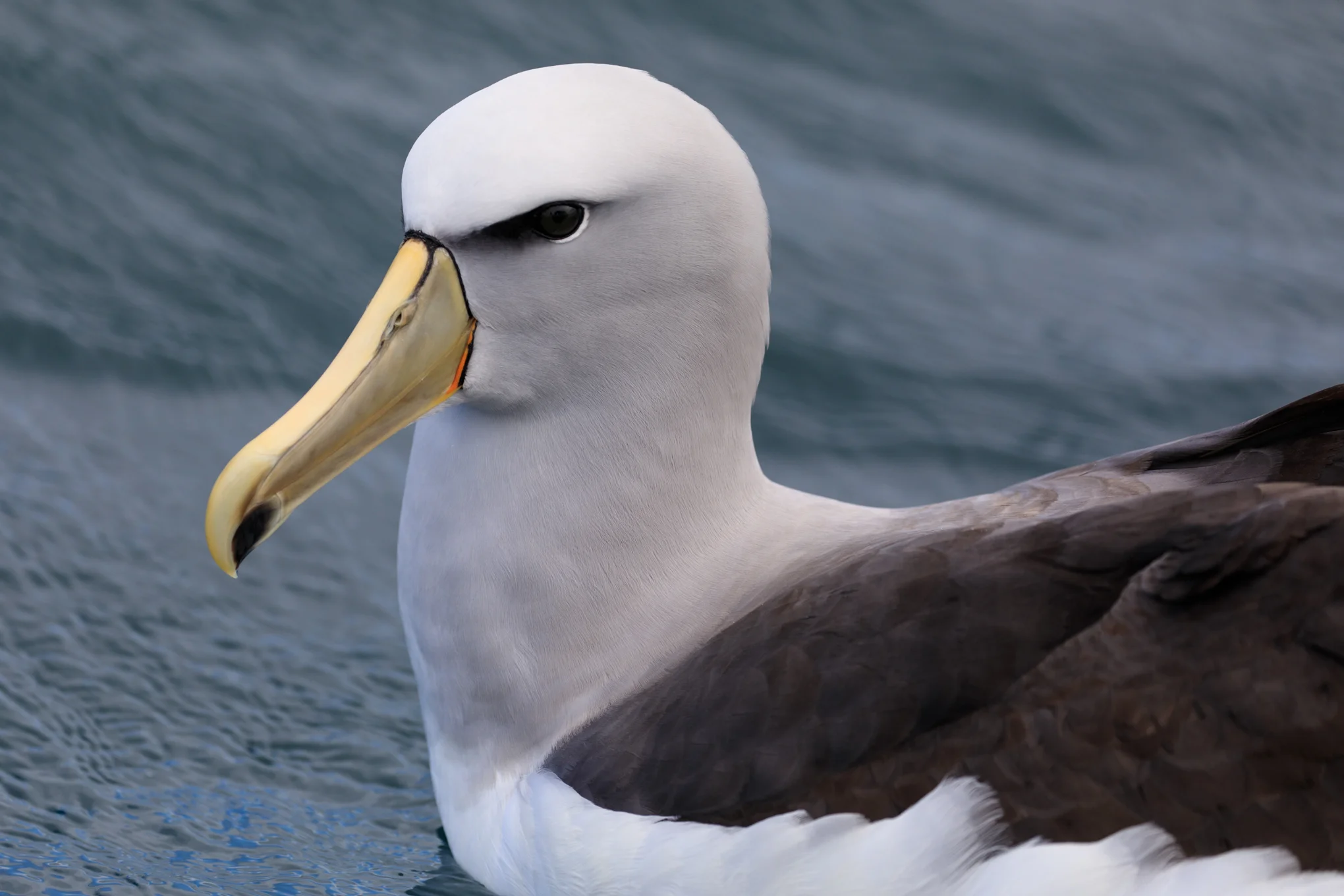 A young Salvin's Albatross (note the dark patch on lower beak) 