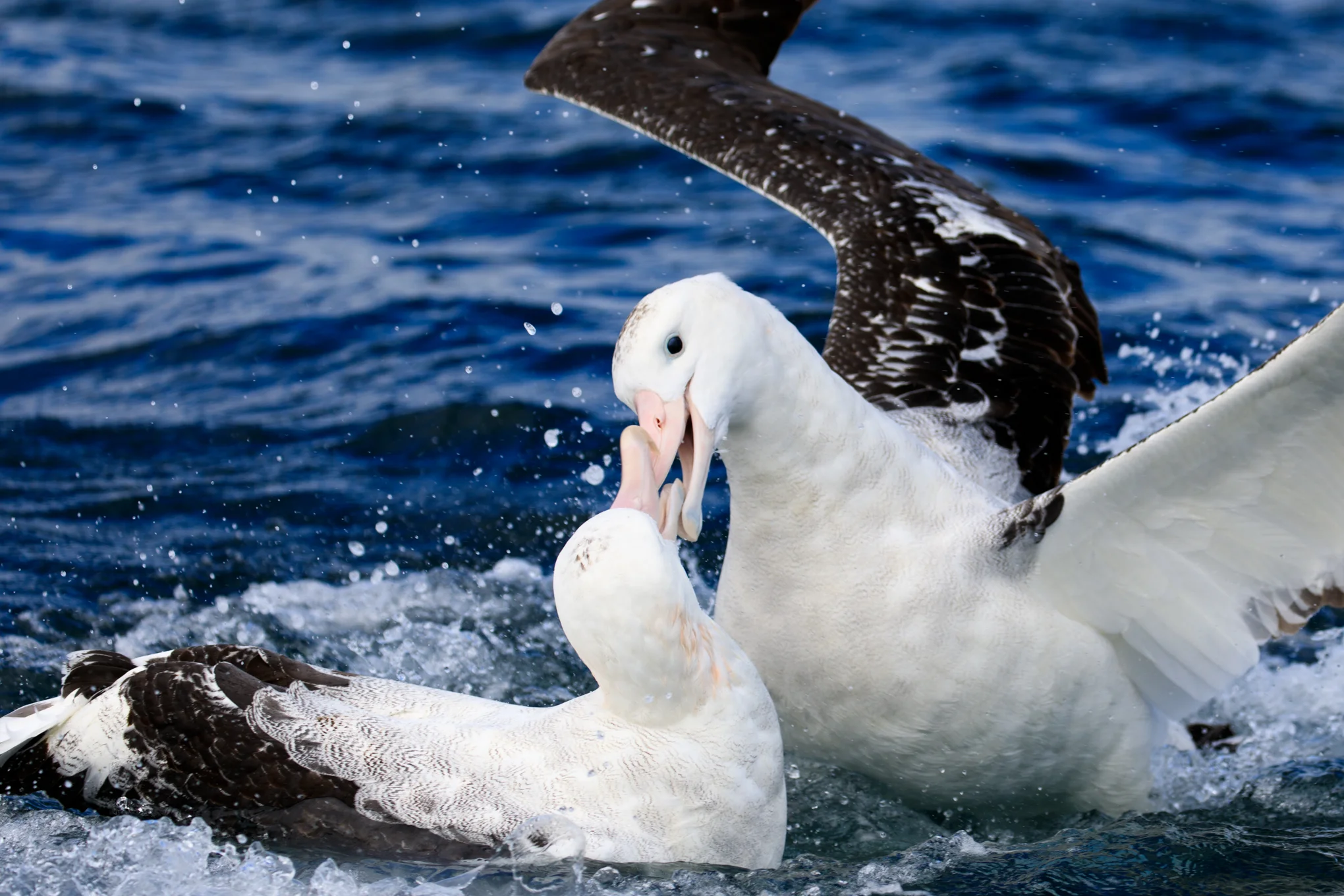Seabird squabbles