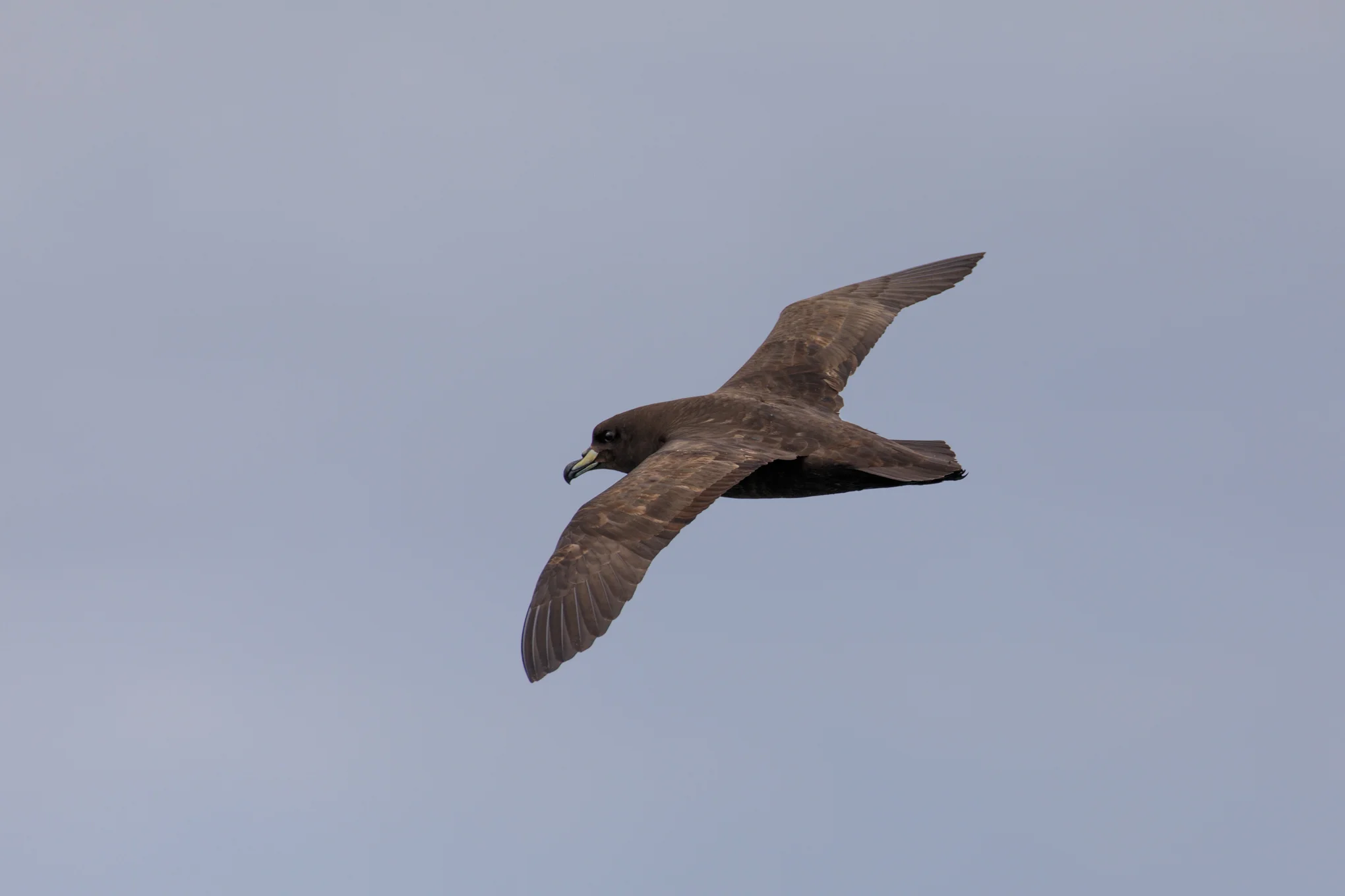 Westland Petrel