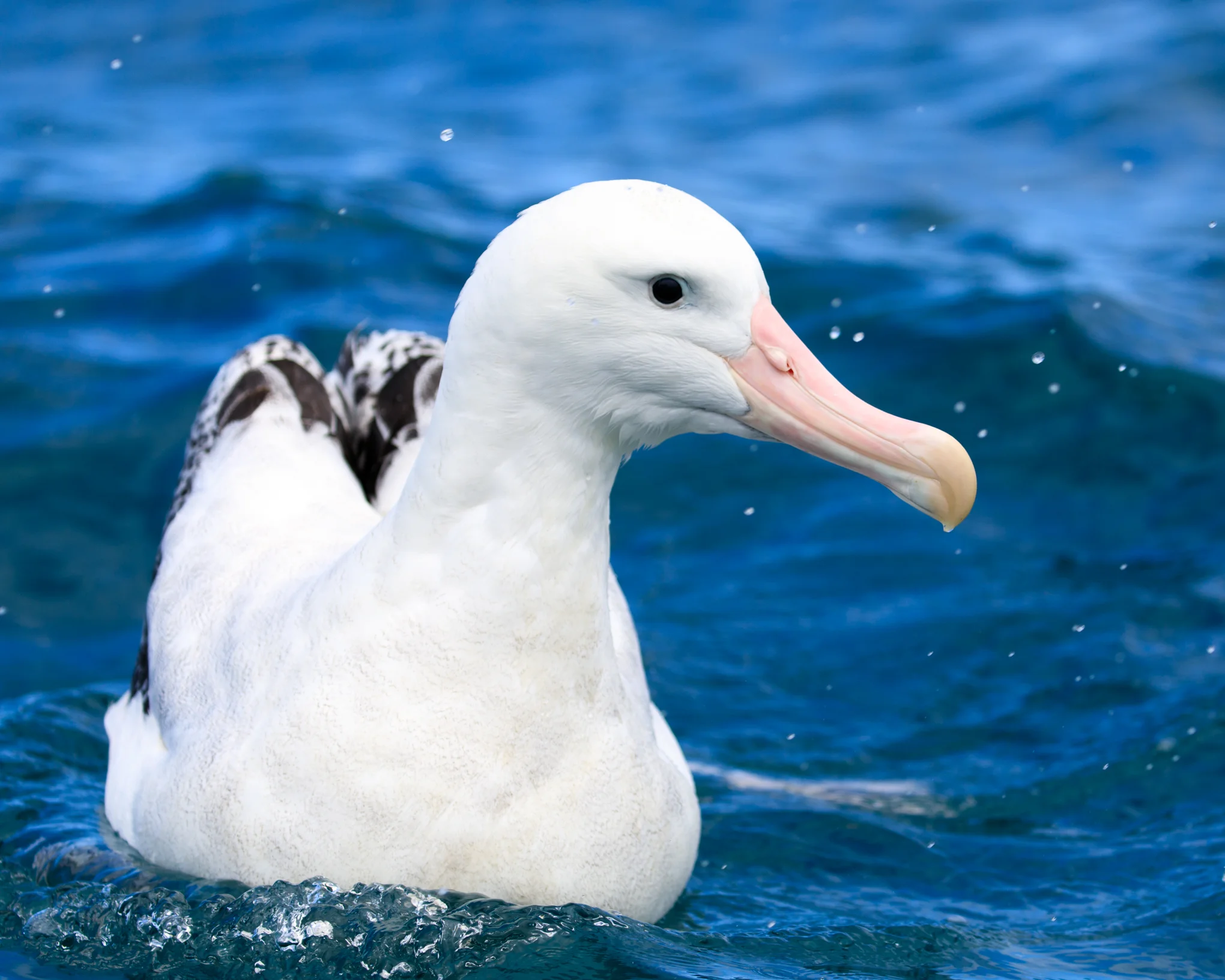 Gibsons Wandering Albatross