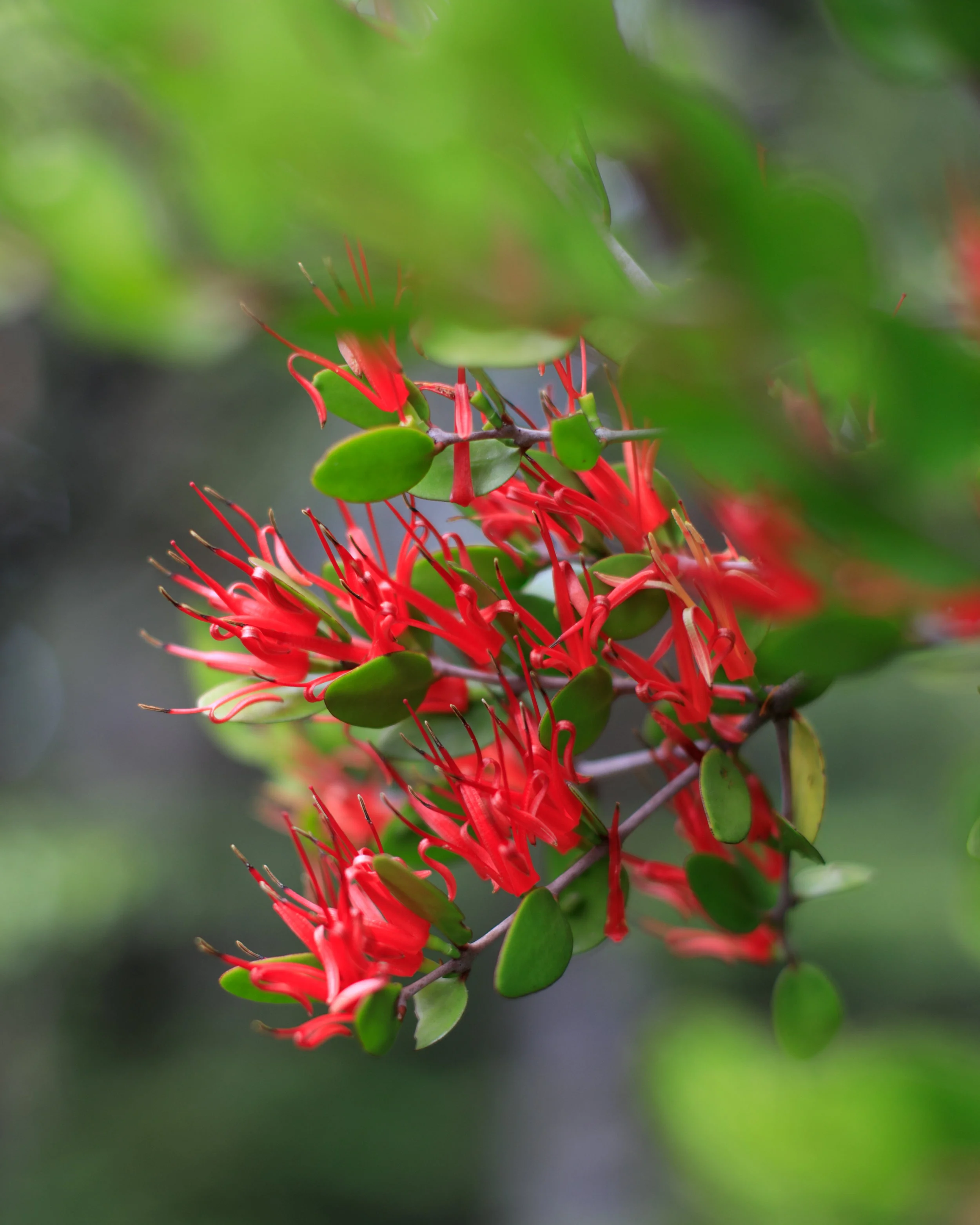 Red Mistletoe (Peraxilla tetrapetala). 