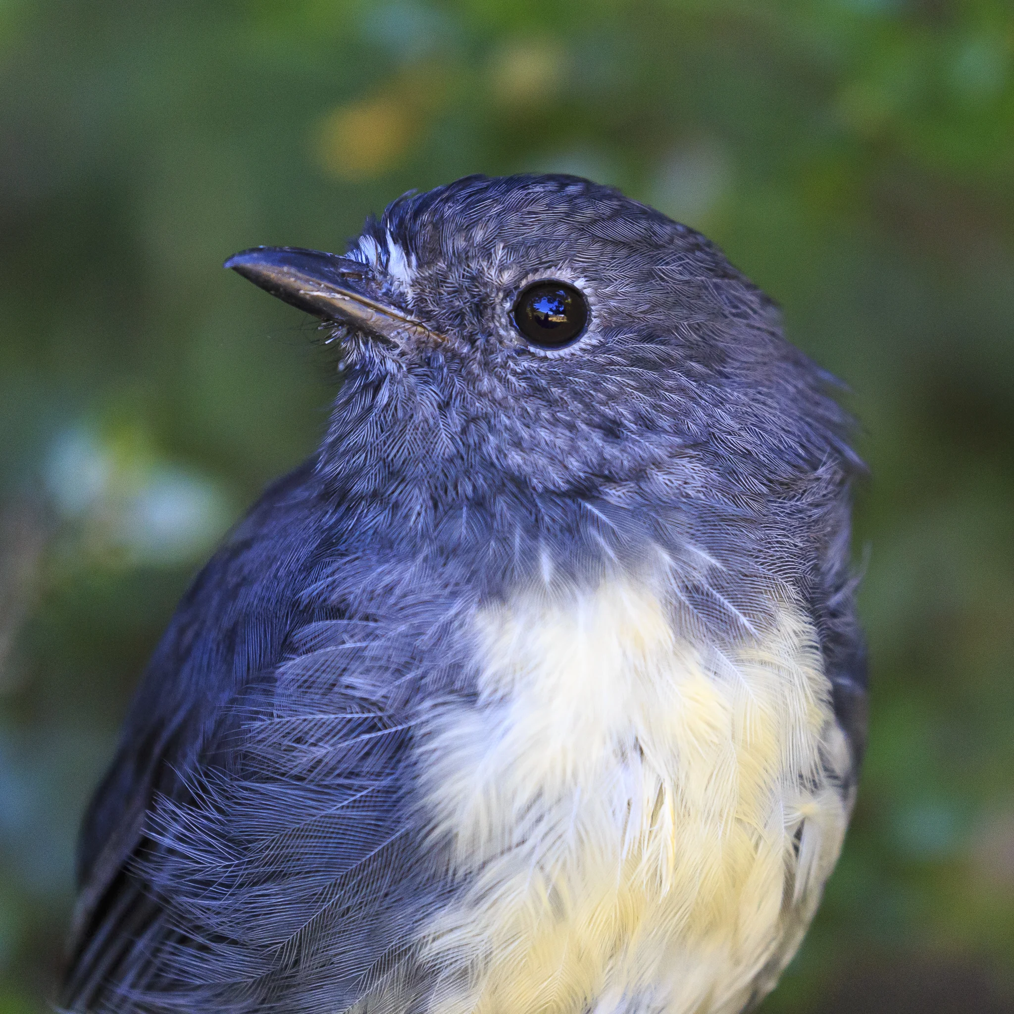 Robin
