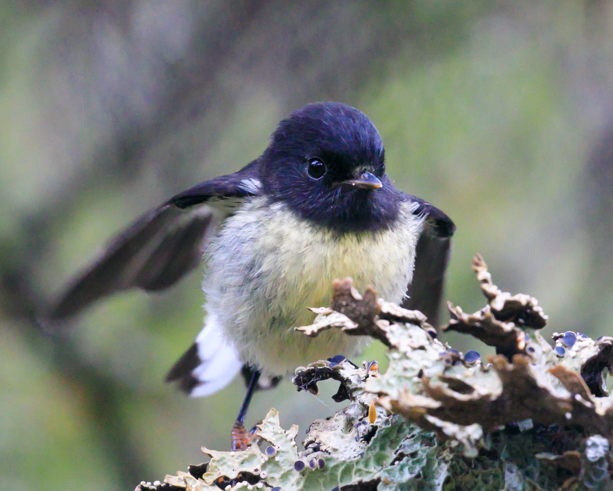 Tomtit