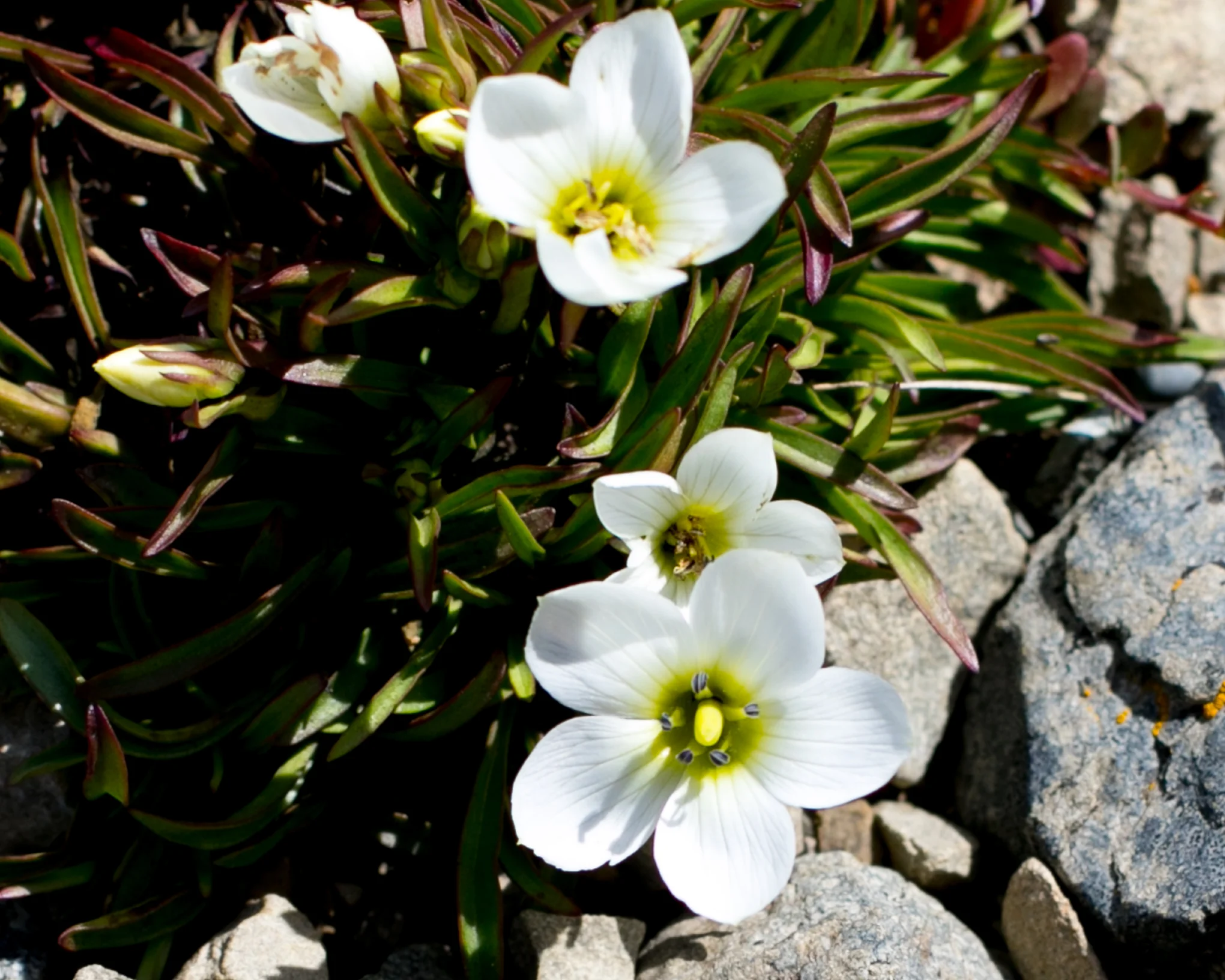 A Gentian (Andy has all the scientific names on www.nzandy.com)