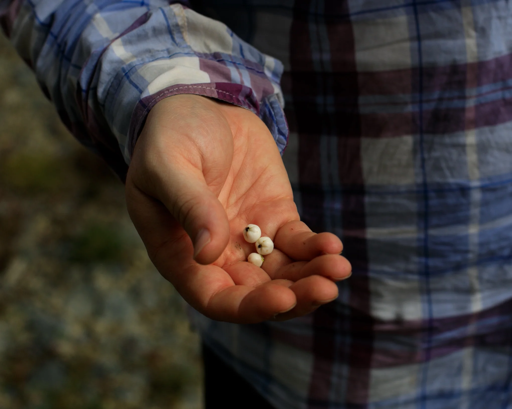 Snow Berries