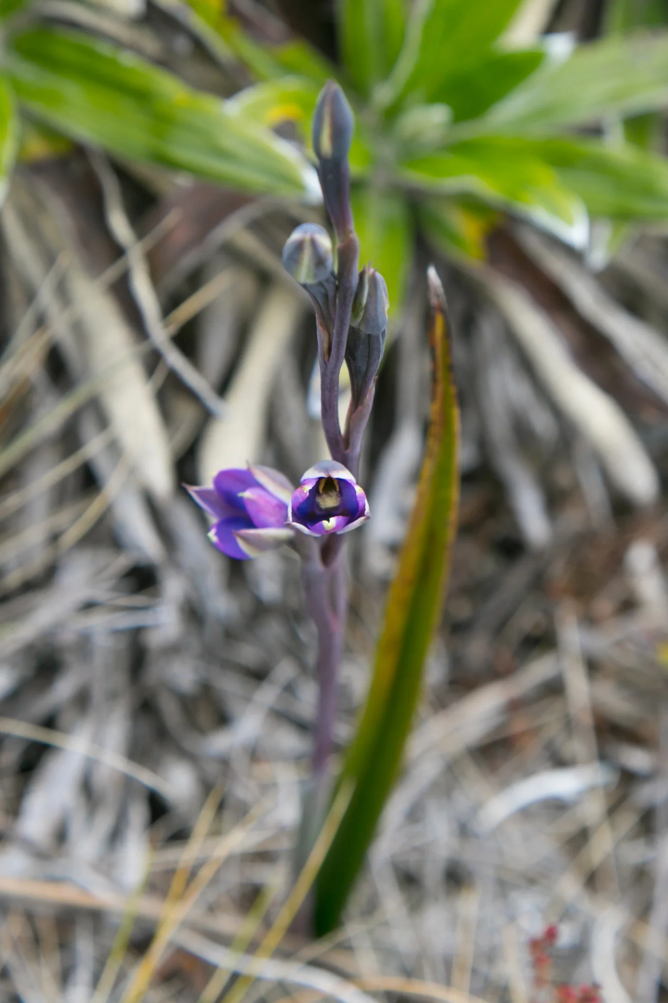 Sun Orchid
