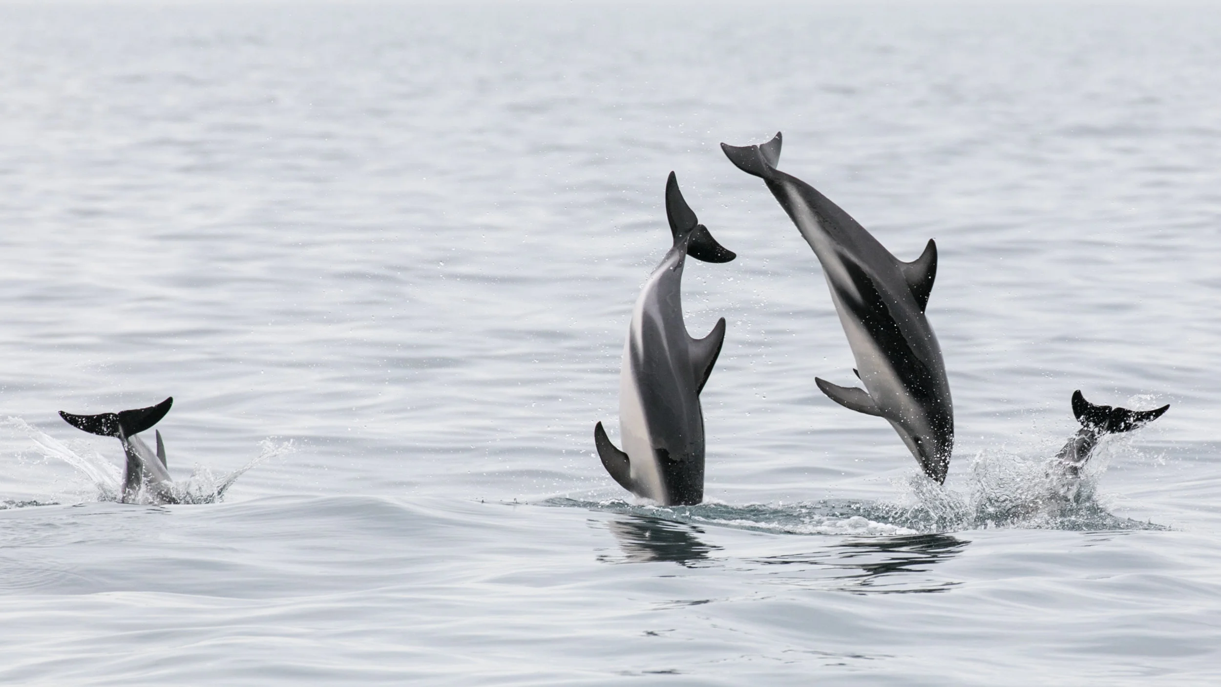 Playful Dusky dolphins - Kaikoura NZ