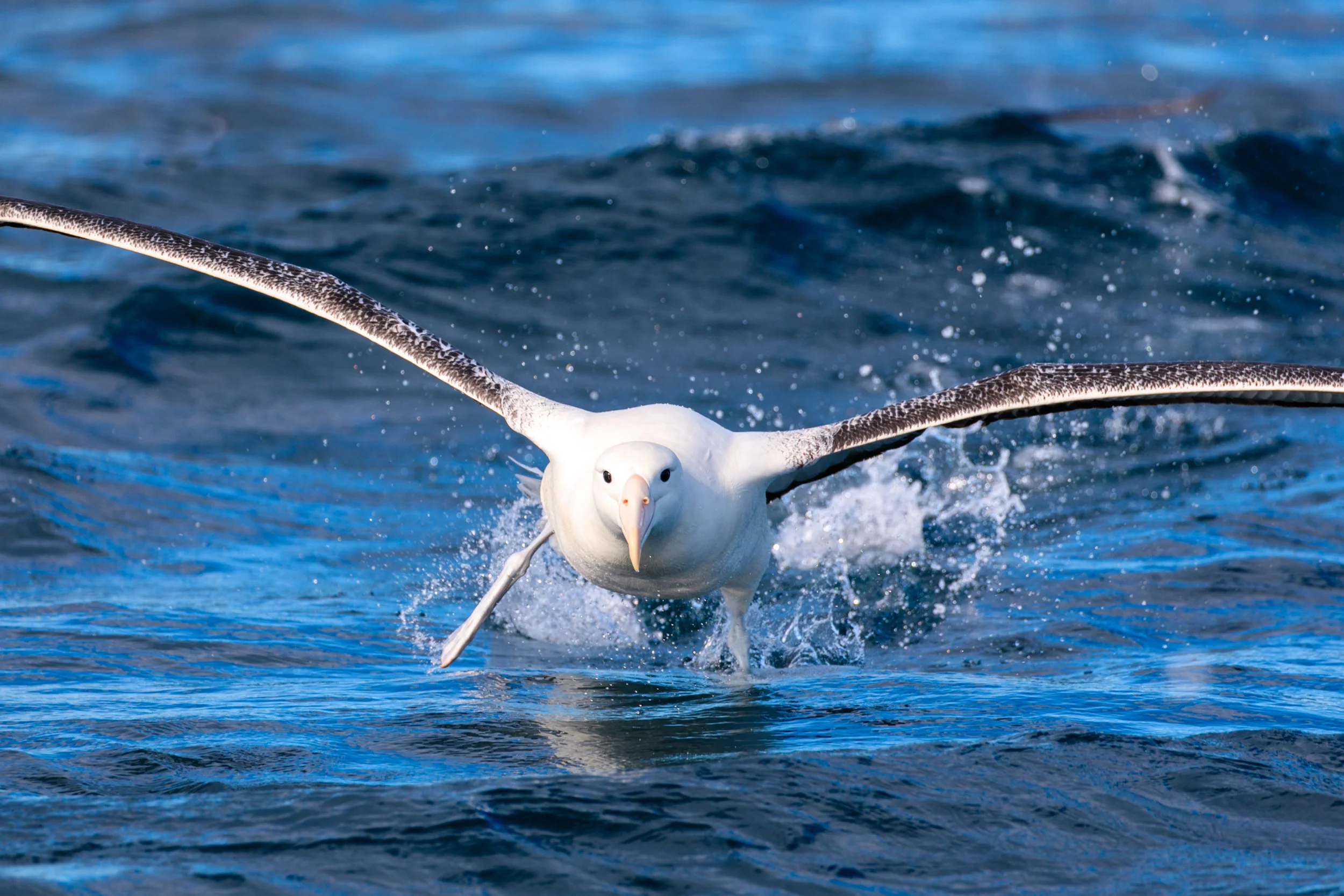 Southern Royal Albatross (I think) 