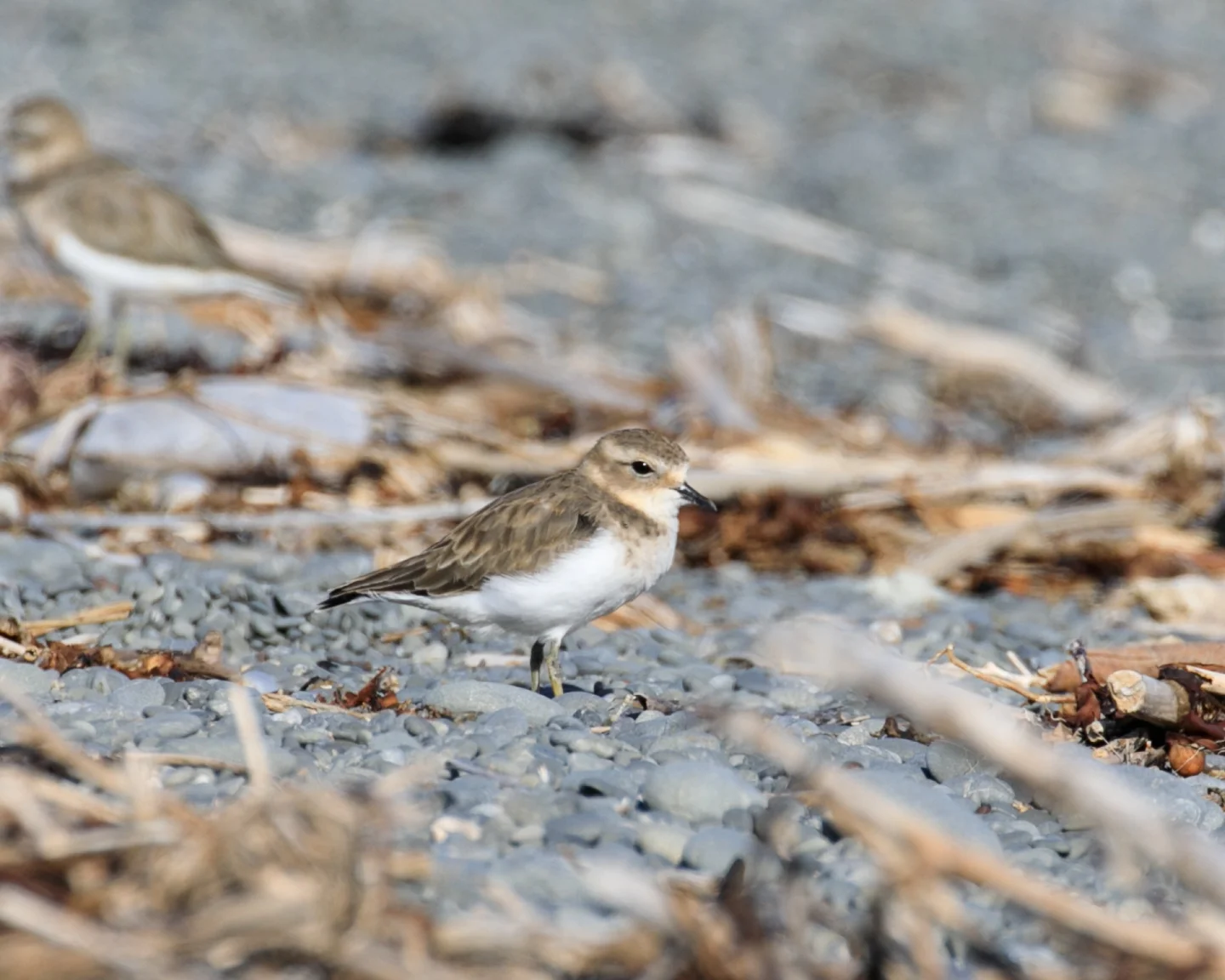 South Bay Banded Dotterel