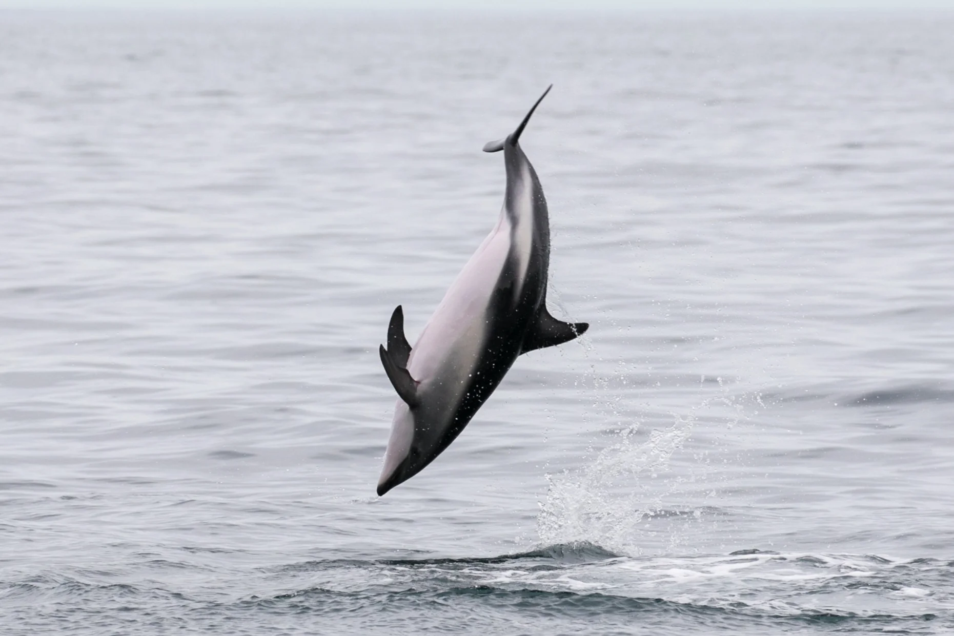 Dusky Dolphin