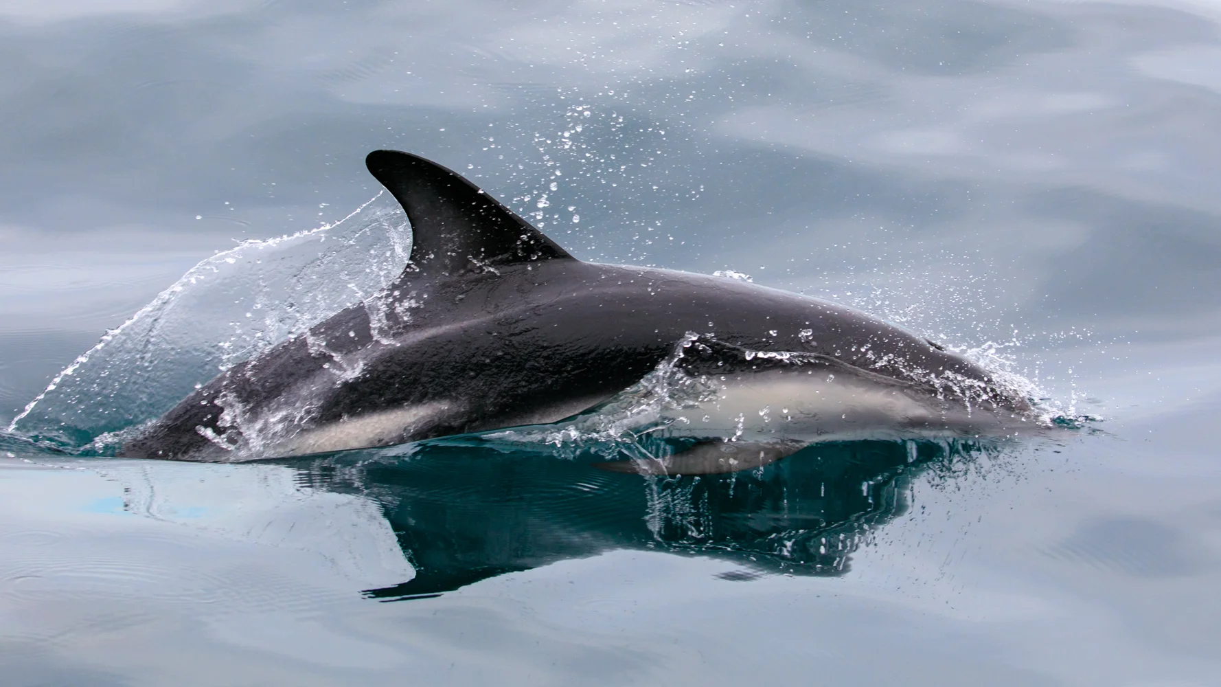 Dusky Dophin