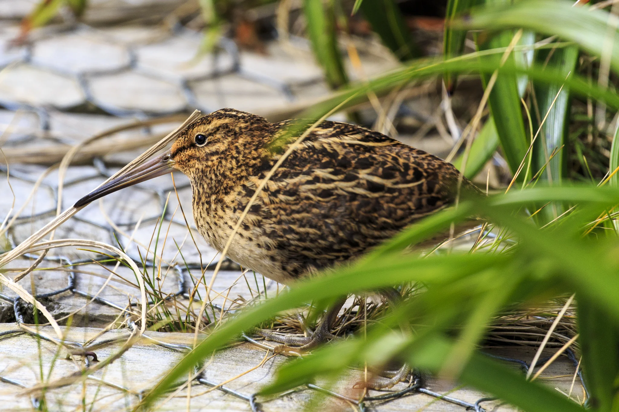 Campbell Island Snipe (just in case you were wondering)