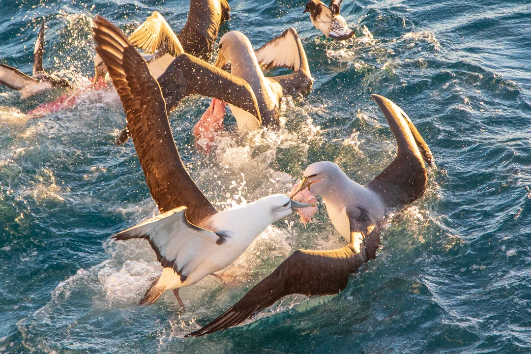 Tamzin Henderson - Otakou Sealord Cook Strait 2018 Food Fight.jpg