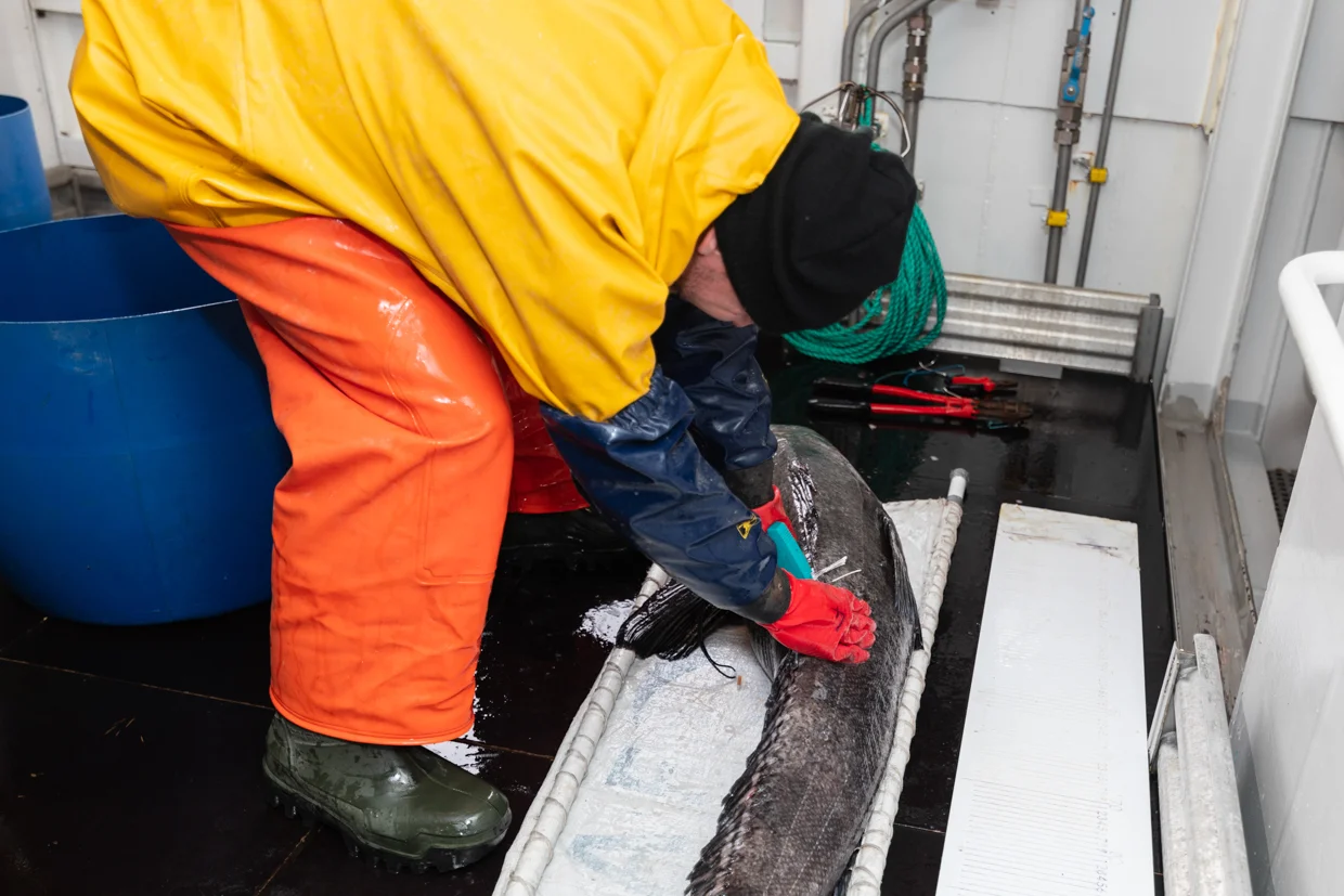 Felix tagging and releasing toothfish
