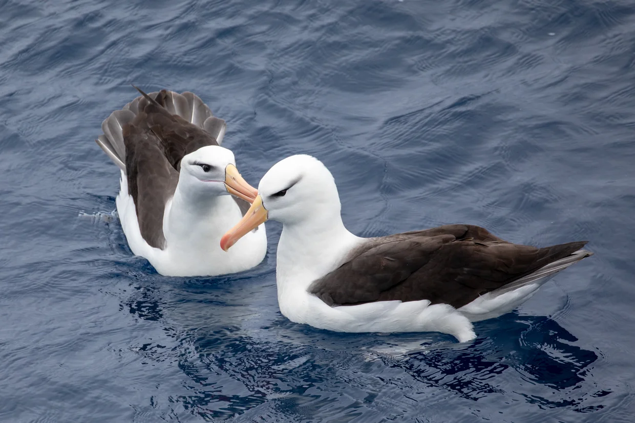 Mutually preening Black-Browed Albatross