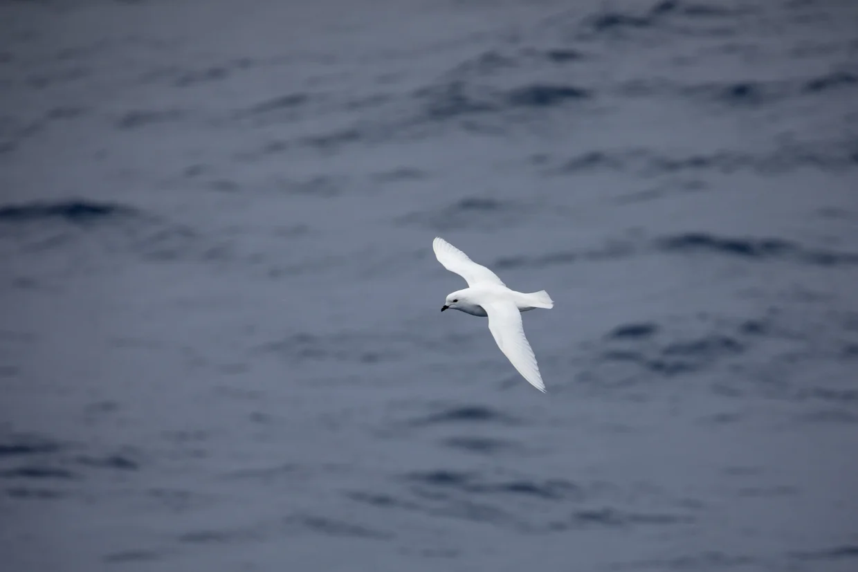 Lesser Snow Petrel