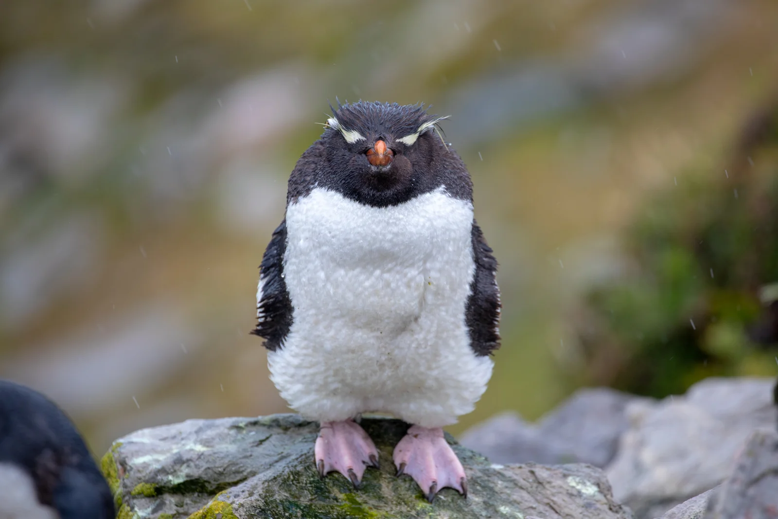 Tamzin Henderson Falkland Islands N.jpg
