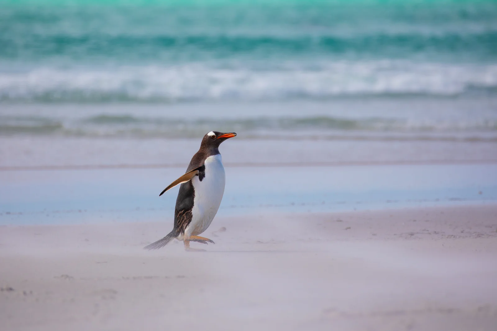 Gentoo and windswept sand