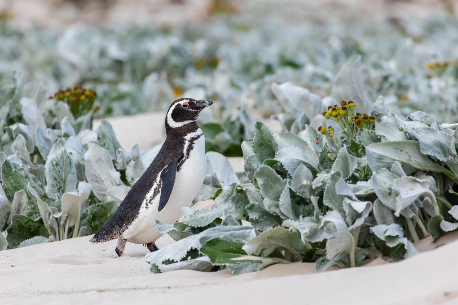 A Magellanic penguin among the wild flowers