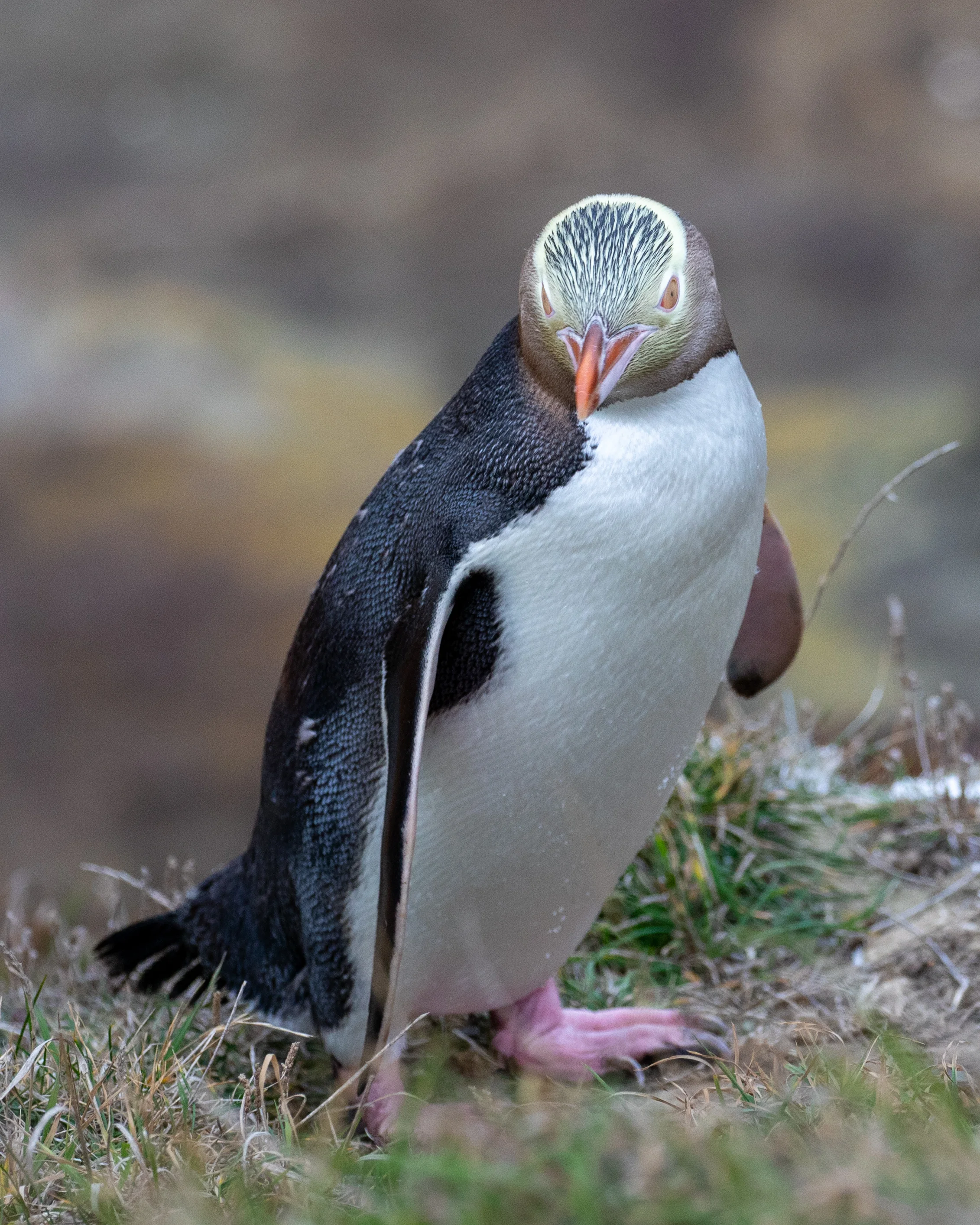 Yellow-eyed penguin