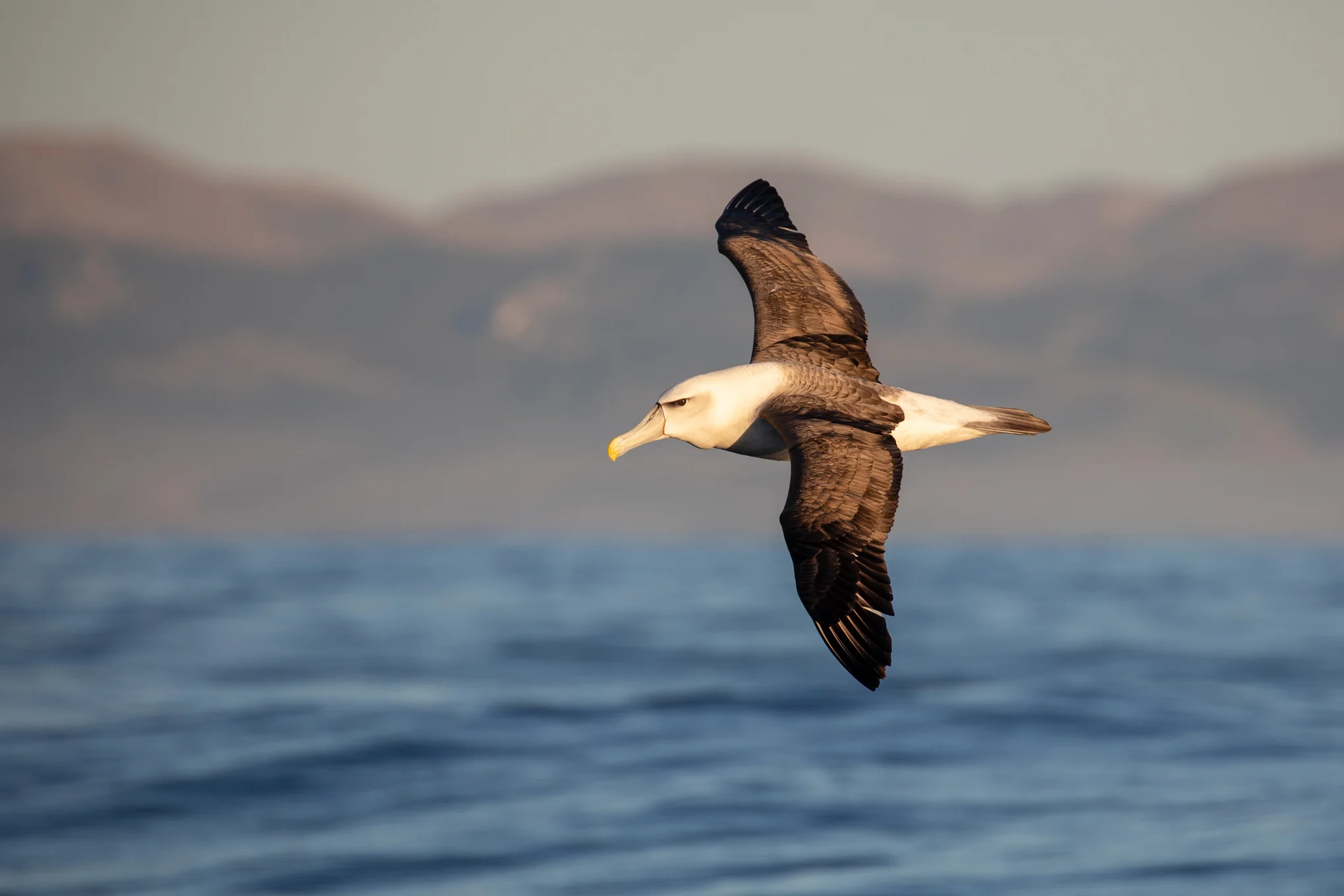 White- Capped Albatross, Moeraki